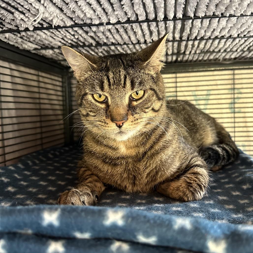 Aspen, a Adoptable Domestic Short Hair in Hampton Bays, NY image 2/2
