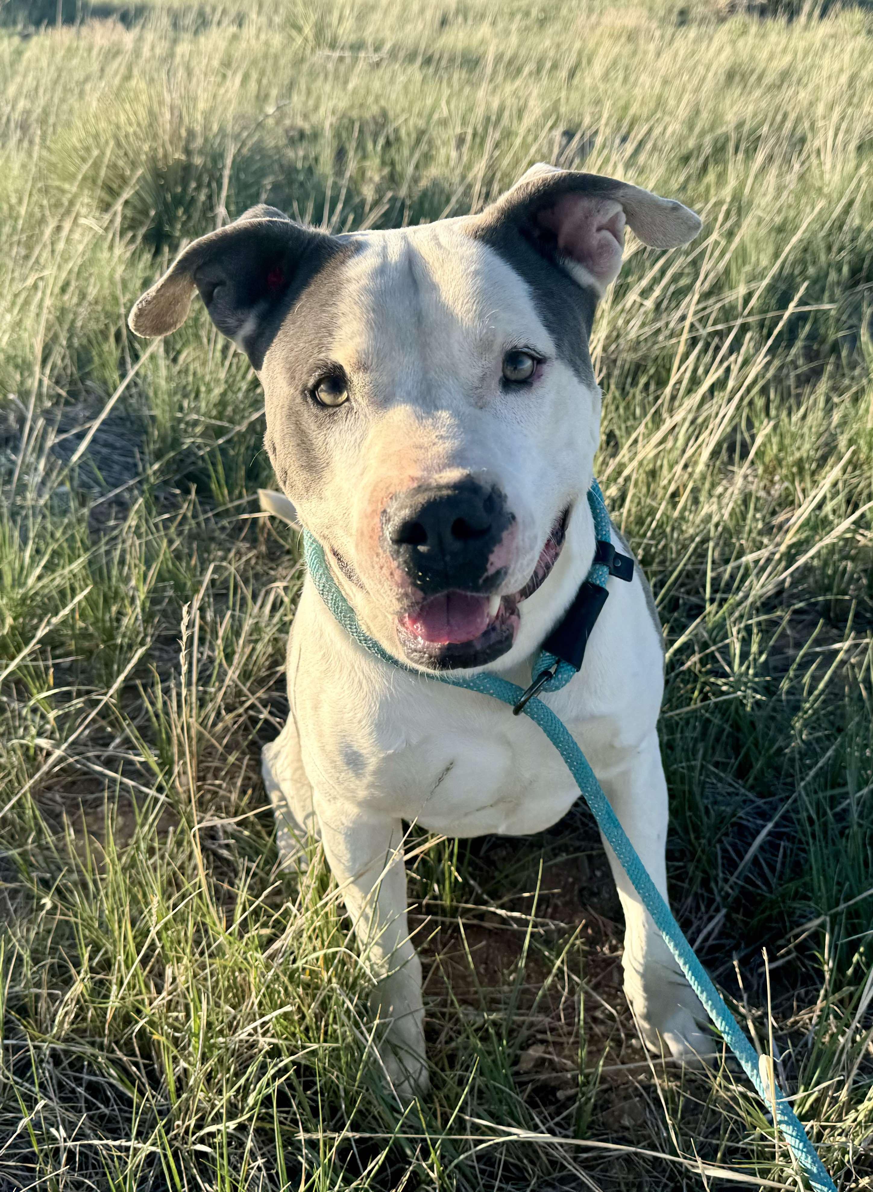 Odin, Adult Male American Staffordshire Terrier