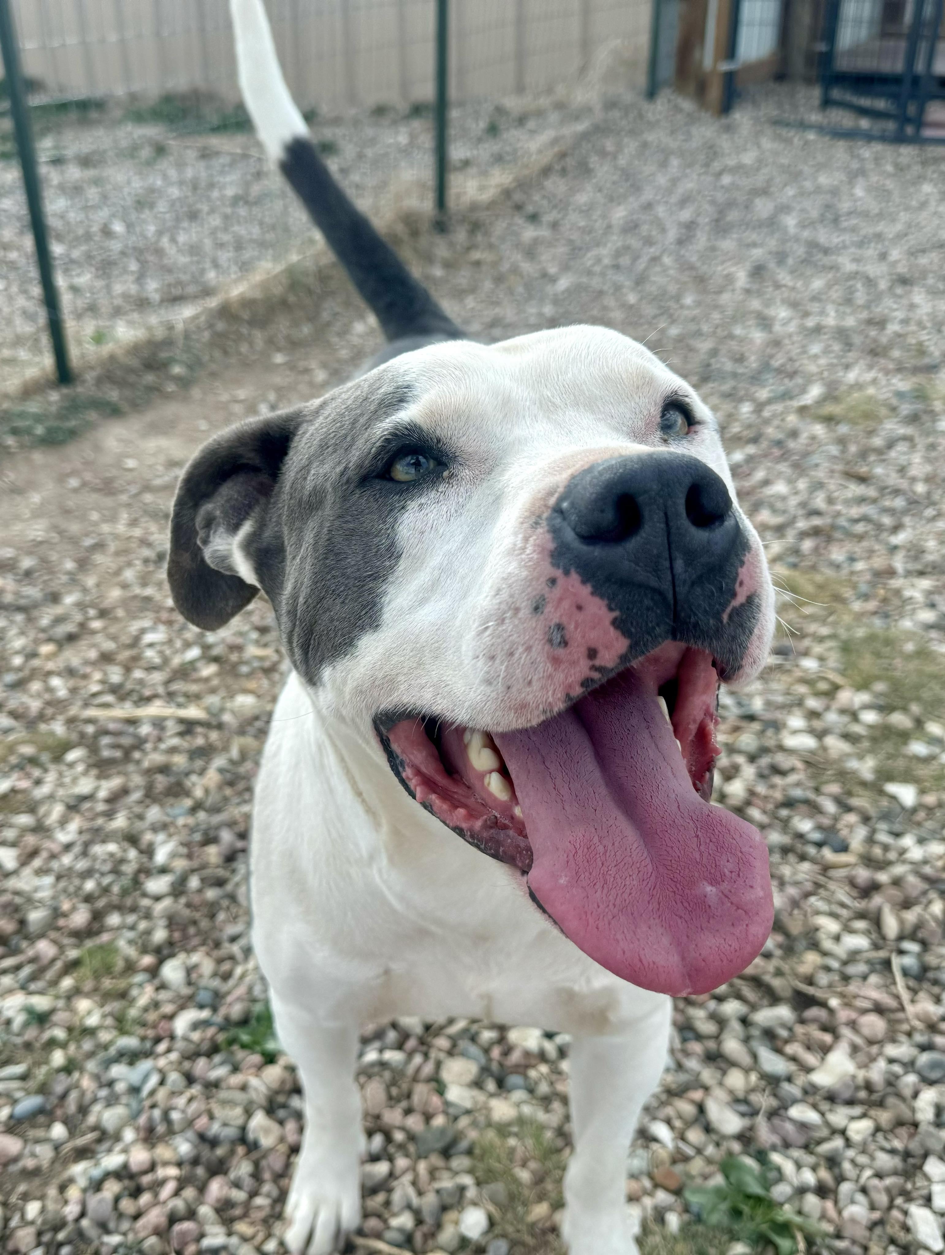 Odin, an adoptable American Staffordshire Terrier in RYE, CO, 81069 | Photo Image 3