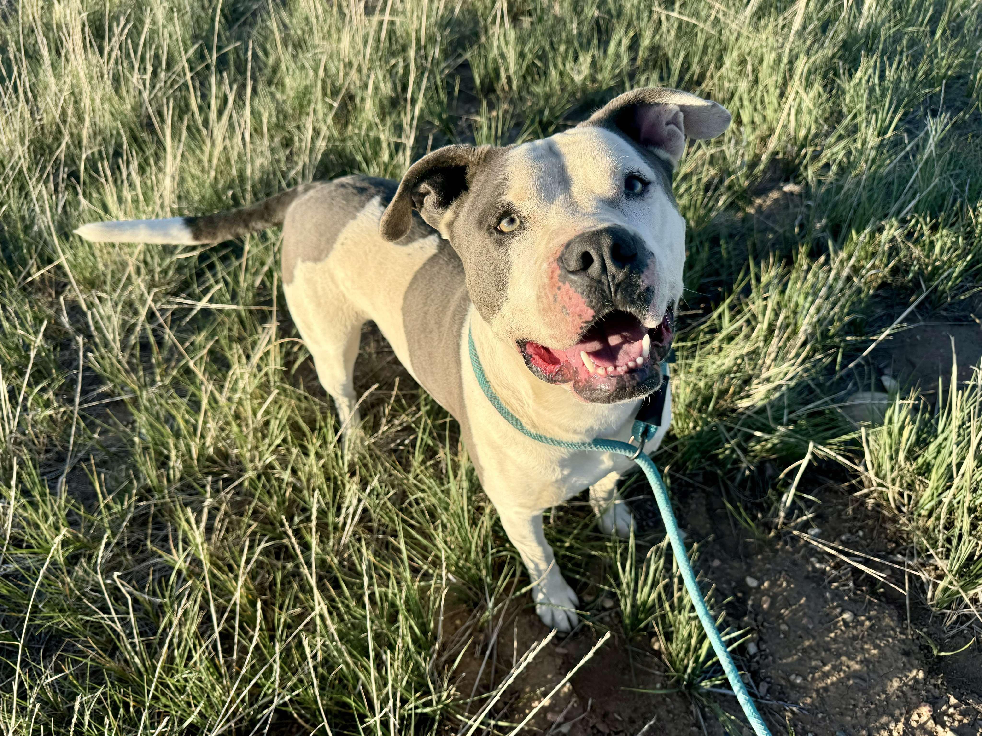 Enlarge Odin, a Adoptable mixed breed in RYE, CO image 3/6