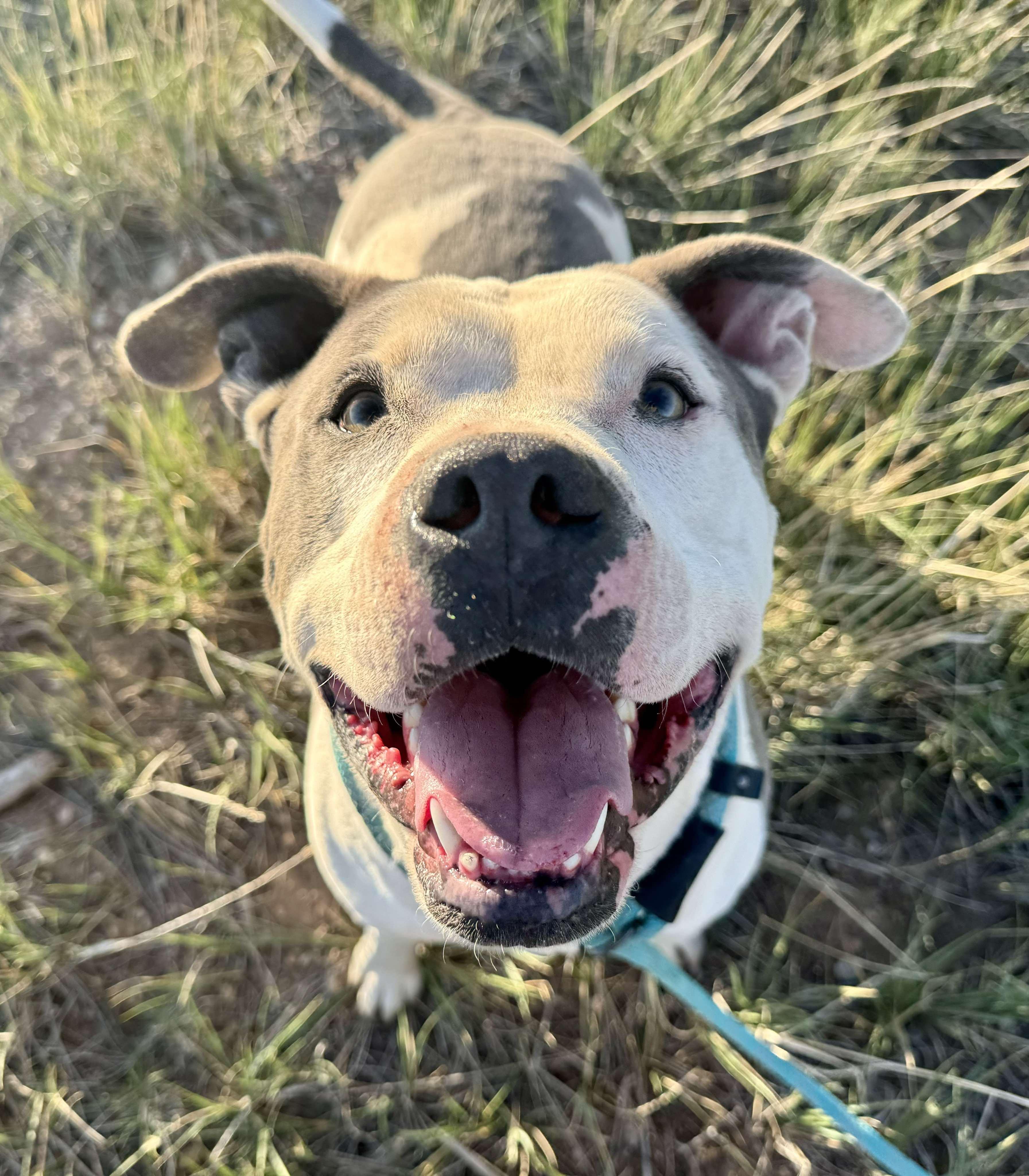 Odin, an adoptable American Staffordshire Terrier in RYE, CO, 81069 | Photo Image 6