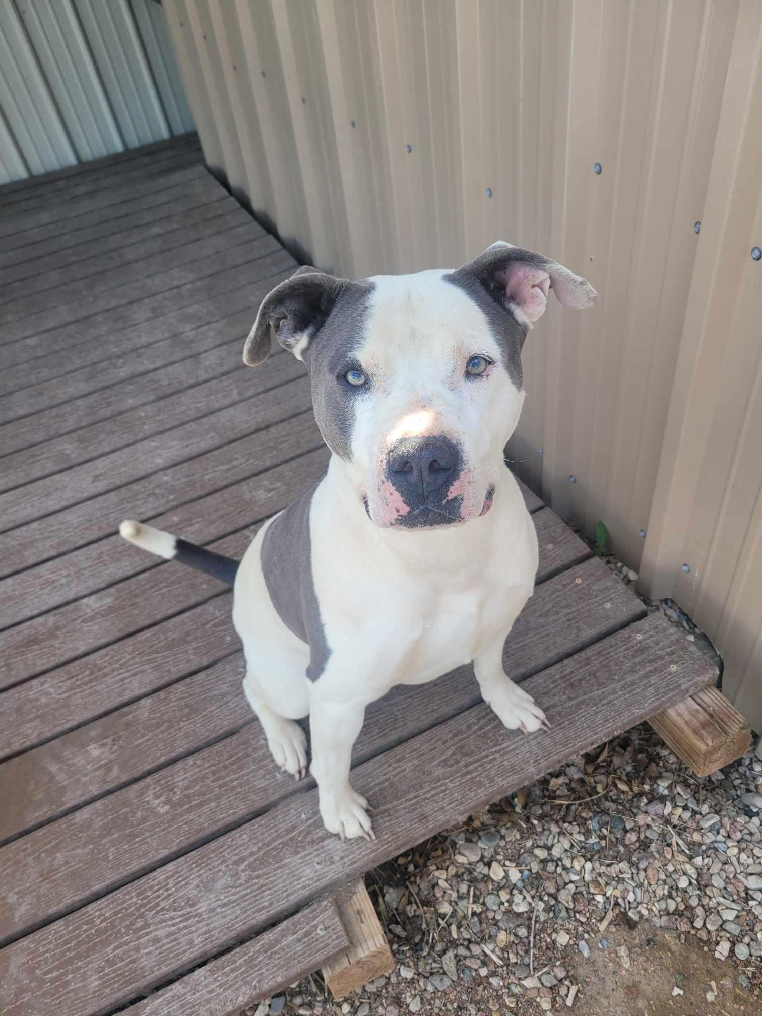 Odin photo 2