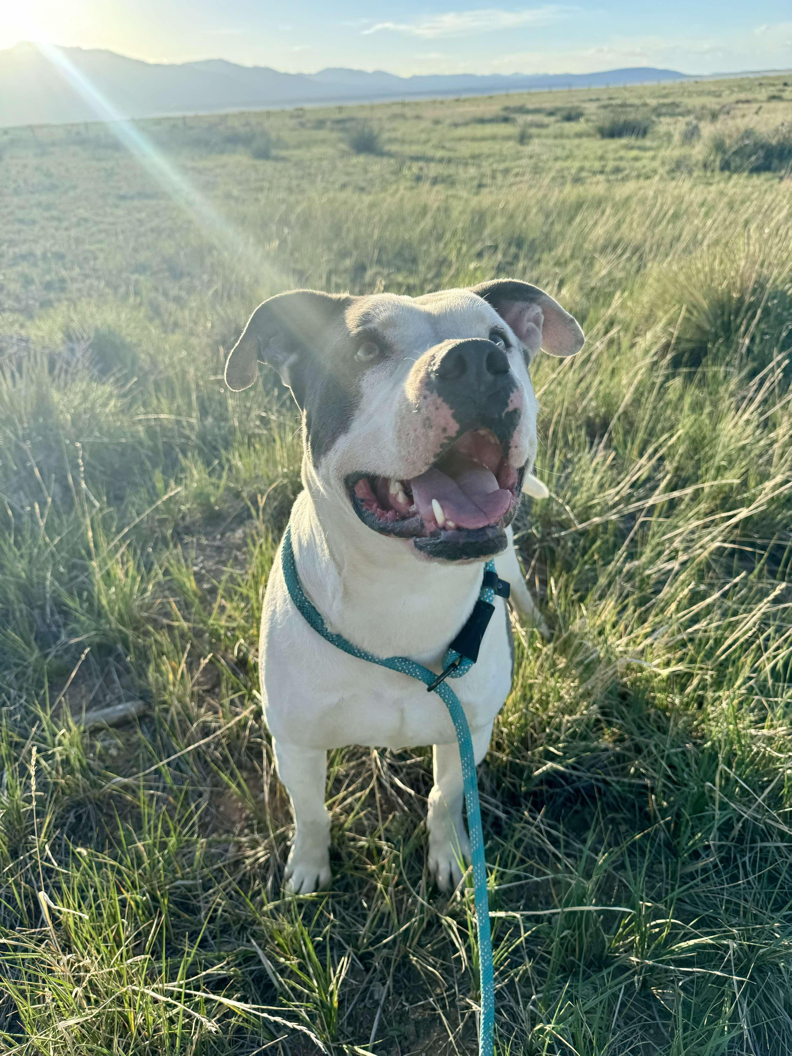 Enlarge Odin, a Adoptable mixed breed in RYE, CO image 6/6