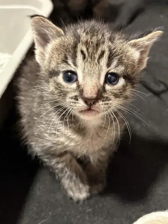 Stempy, Adoptable, Kitten Female Domestic Short Hair.