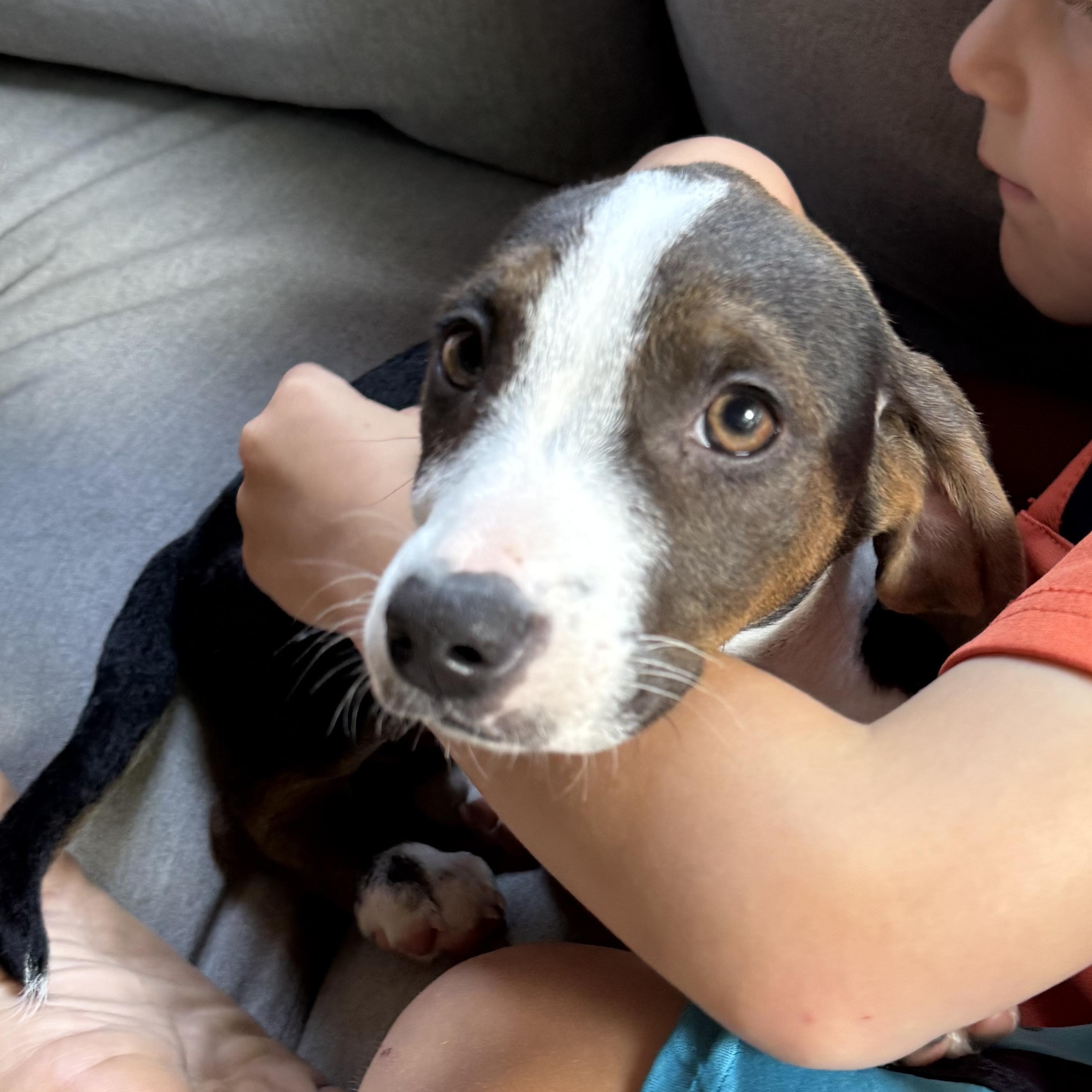 Enlarge Scarlett, a Adoptable mixed breed in Charlotte, NC image 3/5