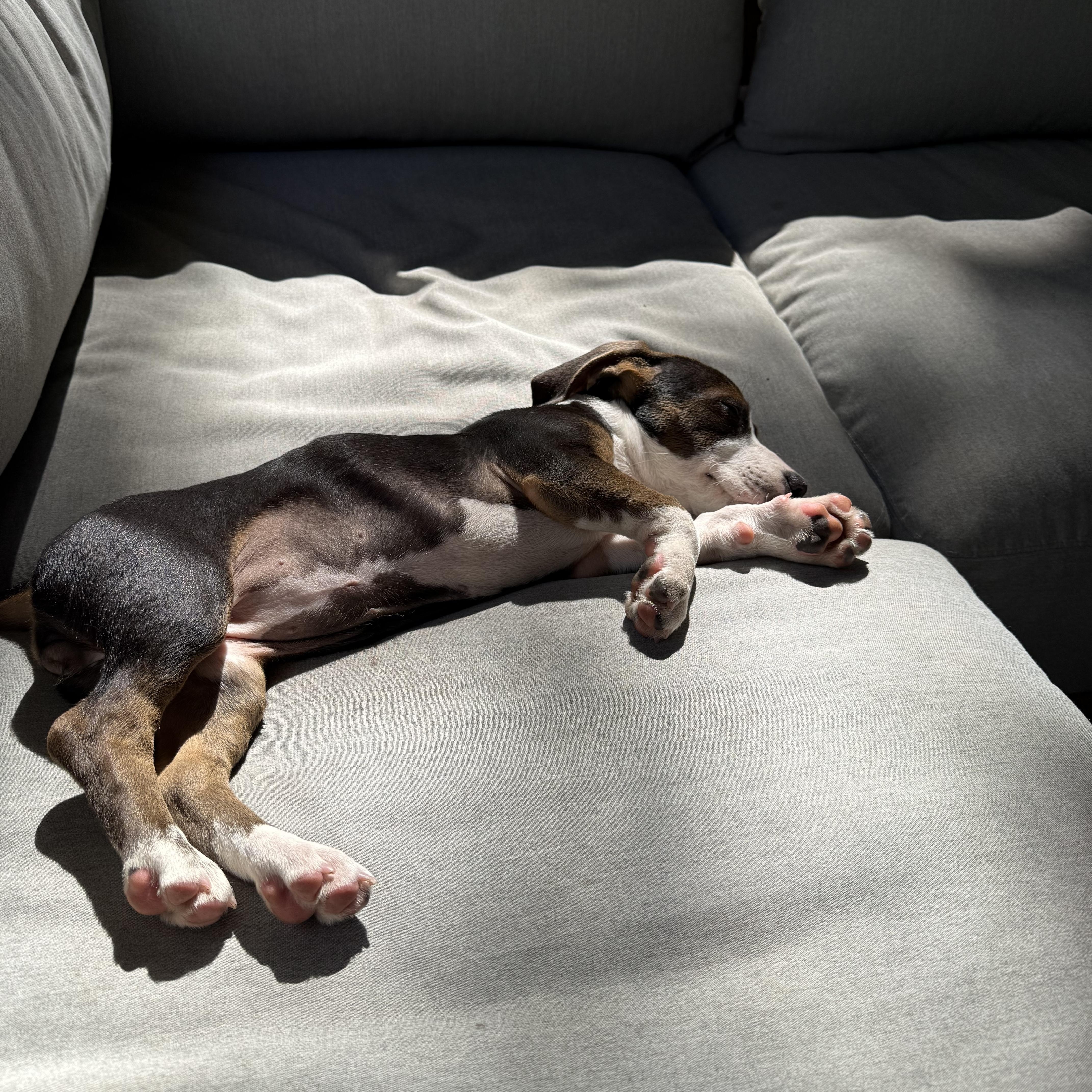 Enlarge Scarlett, a Adoptable mixed breed in Charlotte, NC image 2/5