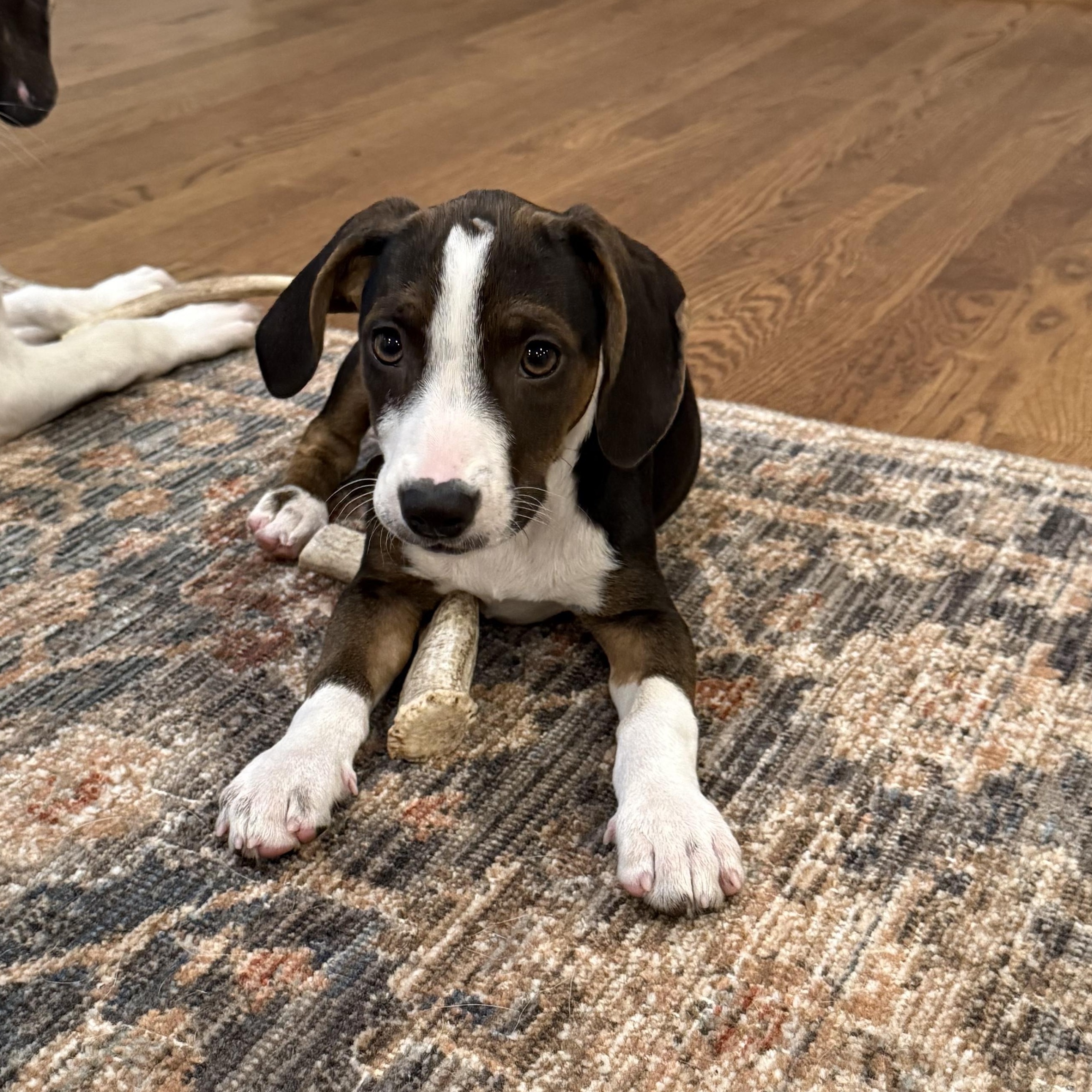 Enlarge Scarlett, a Adoptable mixed breed in Charlotte, NC image 1/5