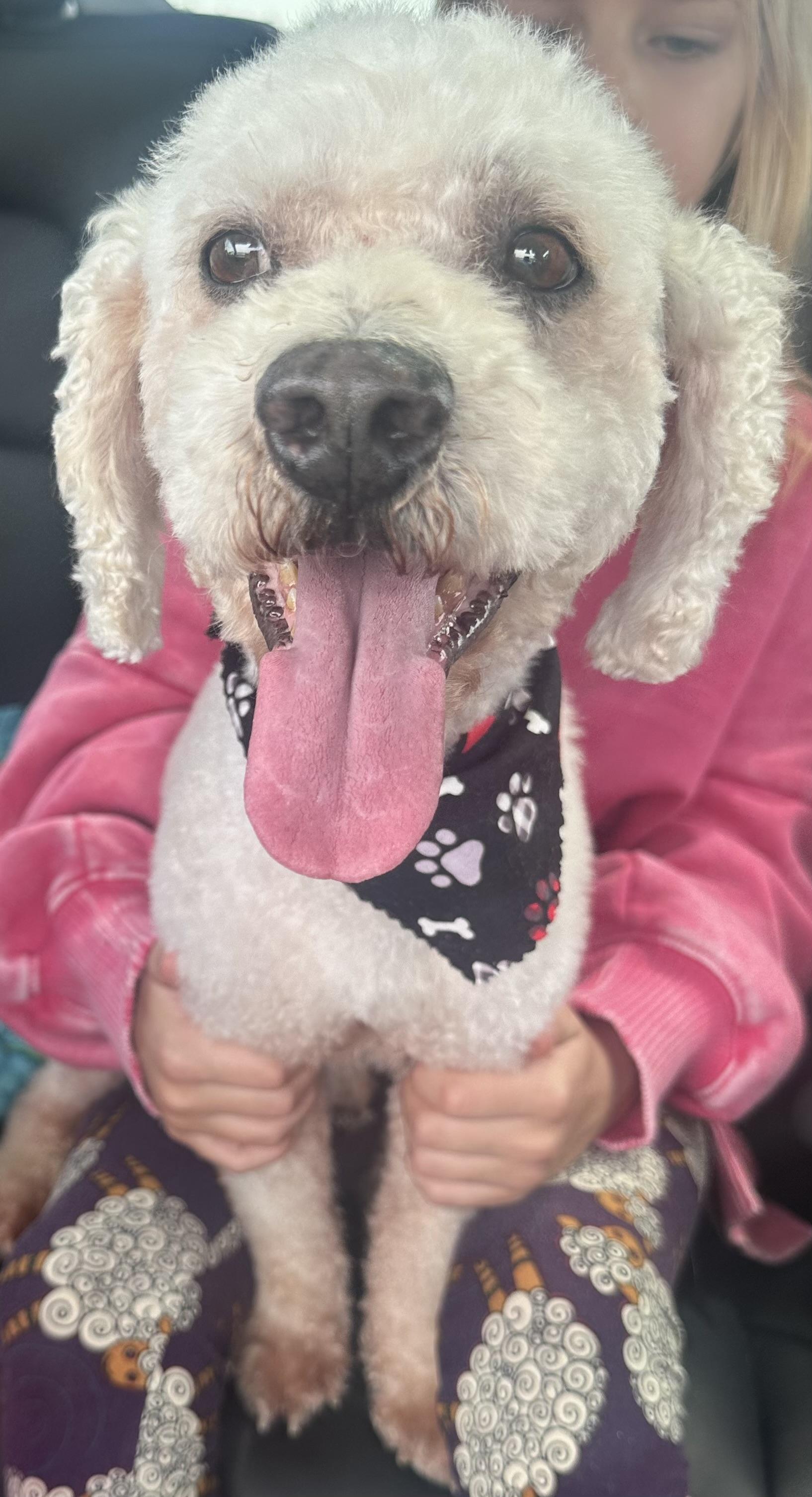 Waldo, Adoptable, Adult Male Miniature Poodle.