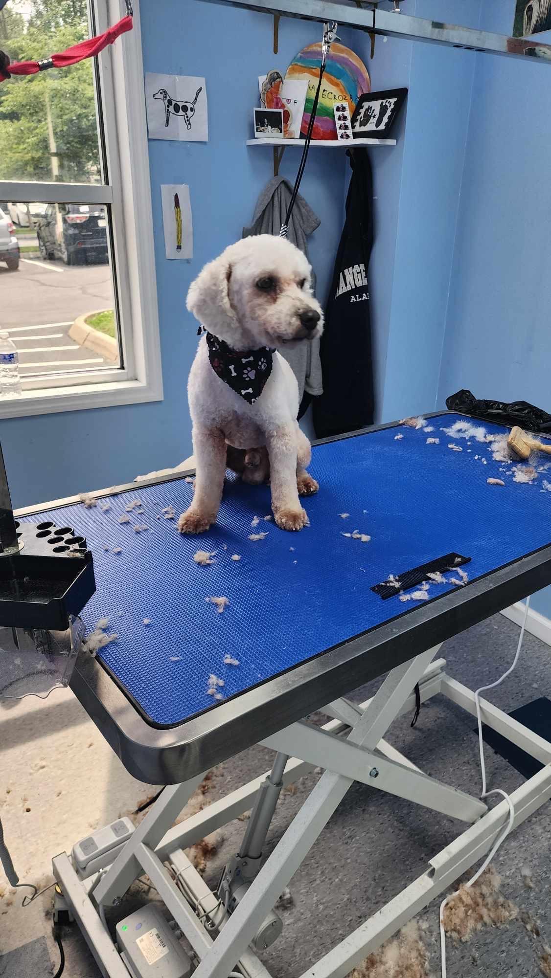 Enlarge Waldo, a Adoptable Miniature Poodle in Powell, TN image 2/3