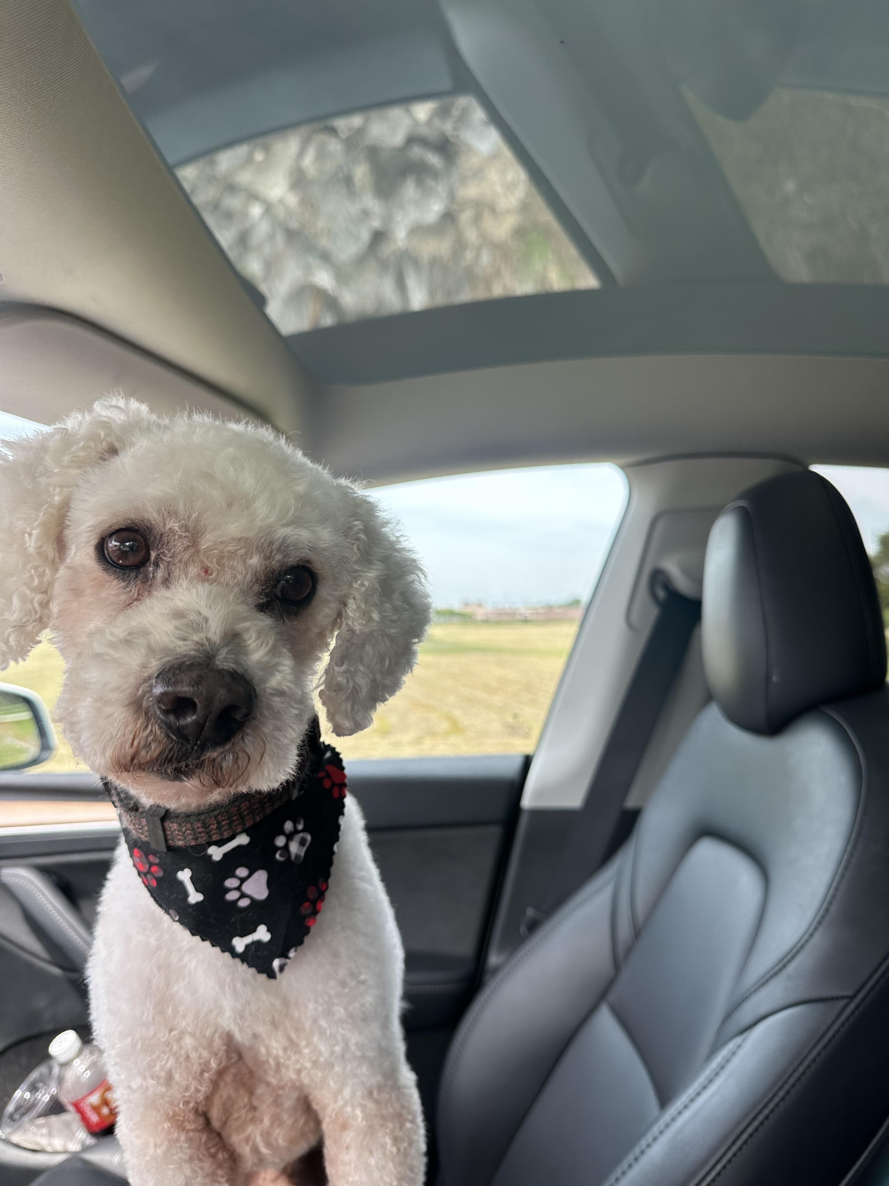 Enlarge Waldo, a Adoptable Miniature Poodle in Powell, TN image 3/3