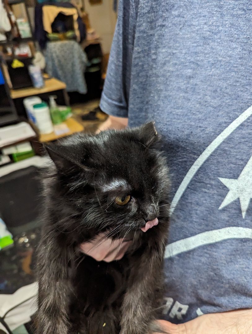 Vivian, Adopted, Kitten Female Domestic Medium Hair.