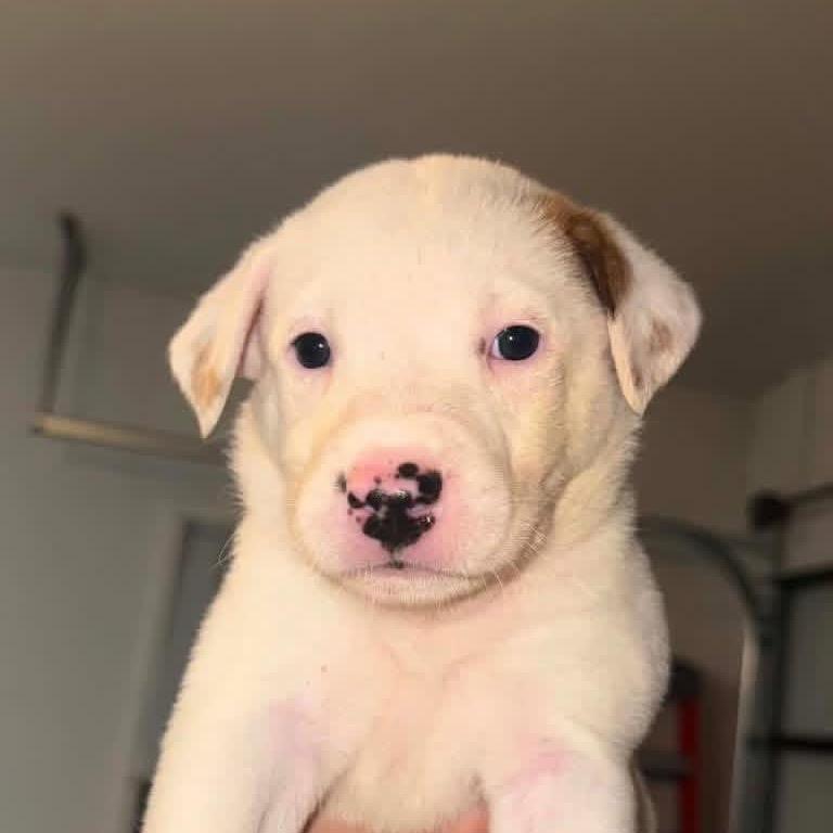 Harmie, Adoptable, Puppy Female Labrador Retriever & Mixed Breed.