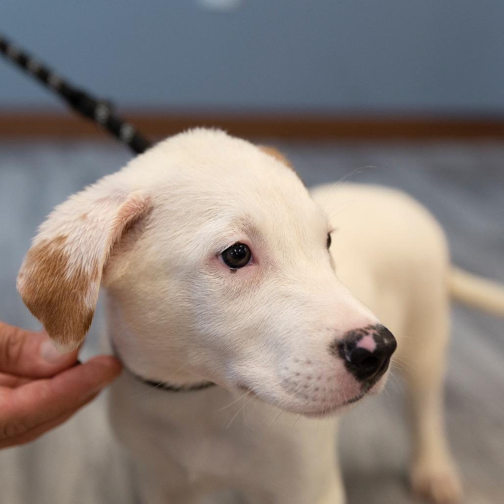 Enlarge Harmie, a Adoptable mixed breed in Brainerd, MN image 2/6