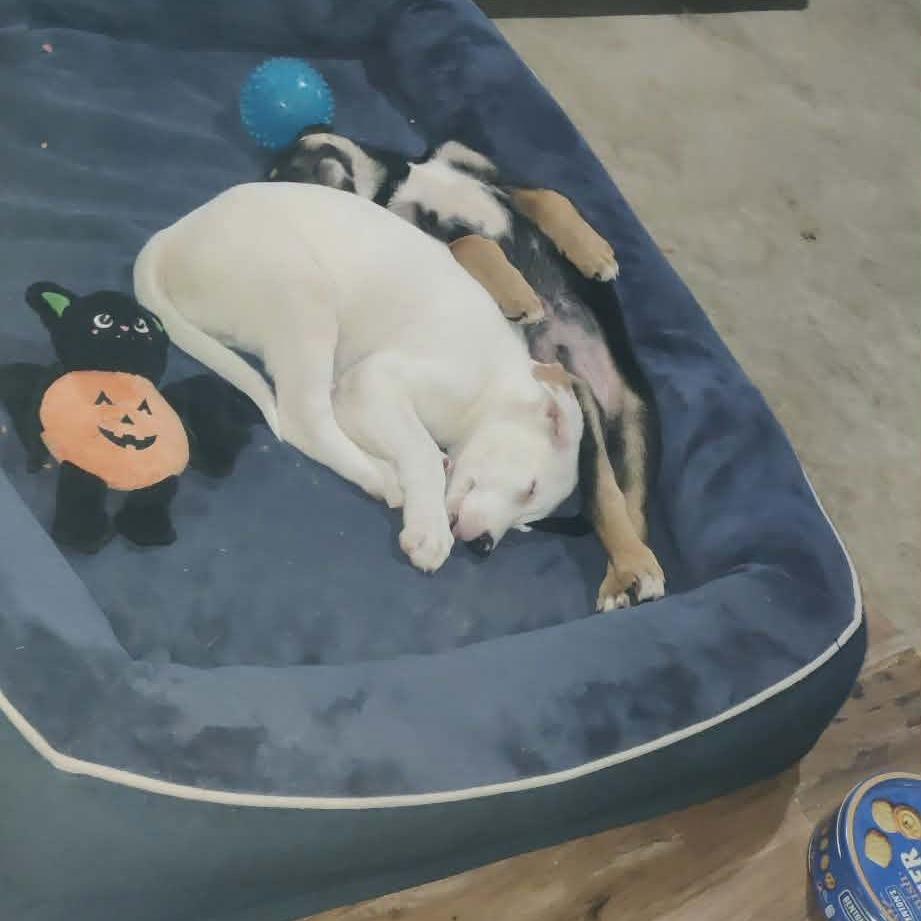 Enlarge Harmie, a Adoptable mixed breed in Brainerd, MN image 3/6