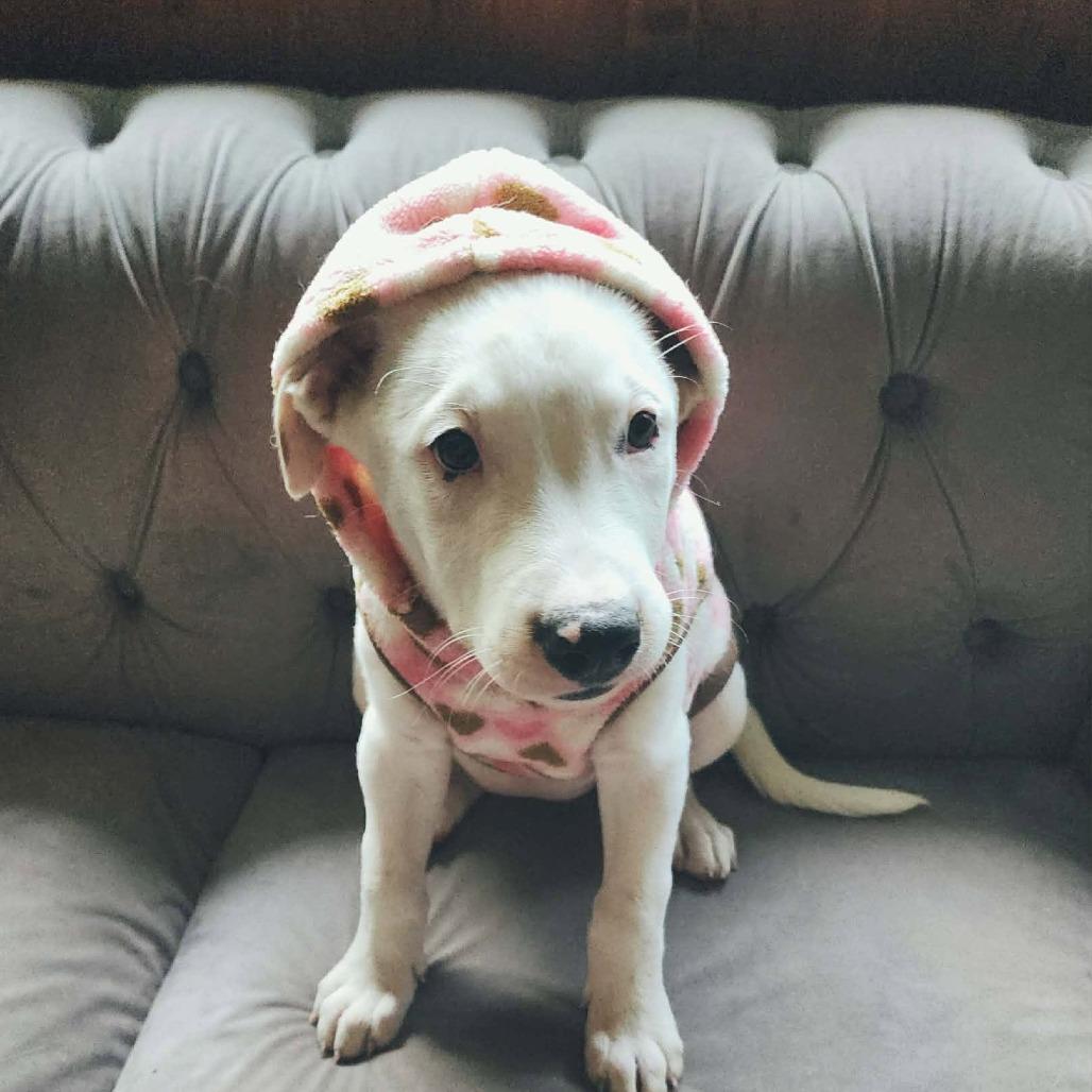 Enlarge Harmie, a Adoptable mixed breed in Brainerd, MN image 4/6