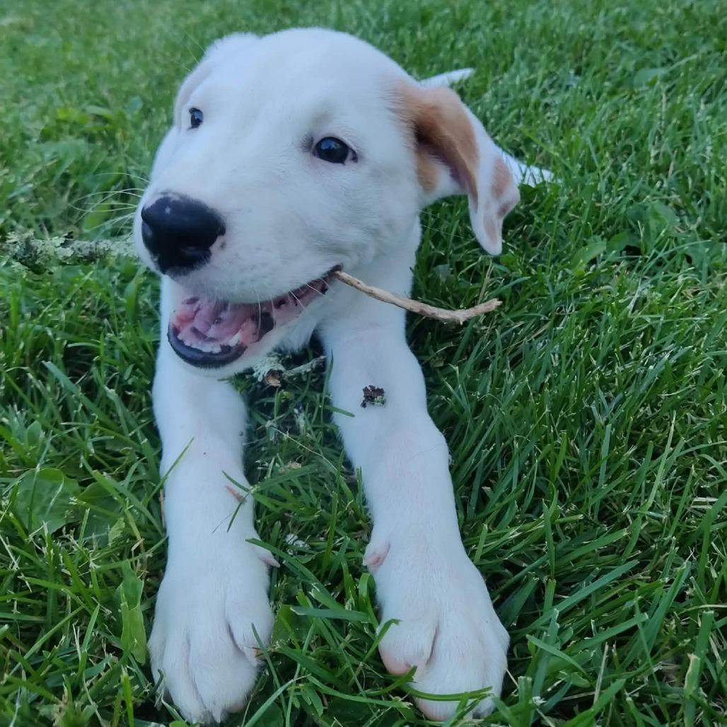 Enlarge Harmie, a Adoptable mixed breed in Brainerd, MN image 5/6