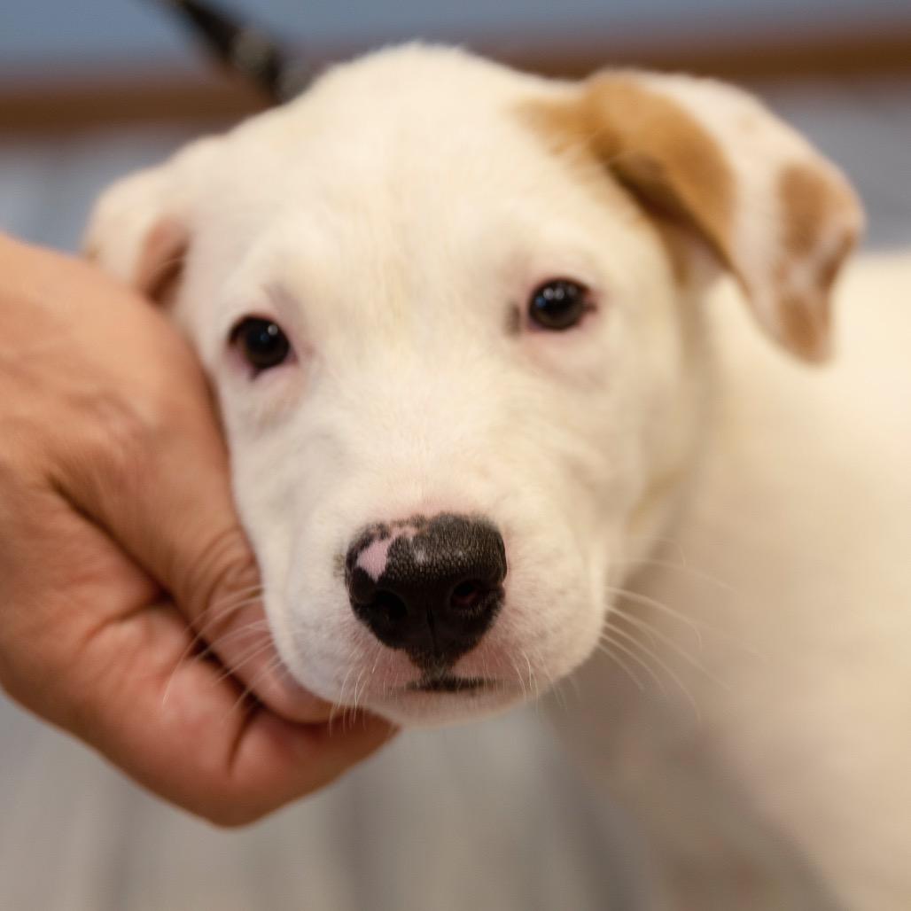 Enlarge Harmie, a Adoptable mixed breed in Brainerd, MN image 6/6