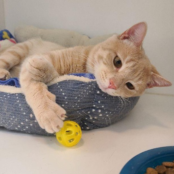 Sunny, an adopted Tabby in Carneys Point, NJ image 3/3