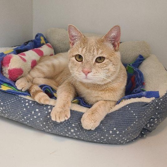 Sunny, an adopted Tabby in Carneys Point, NJ image 1/3