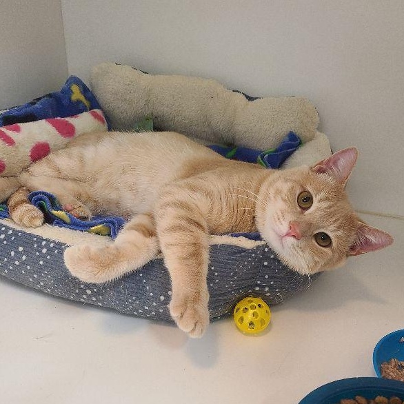 Sunny, an adopted Tabby in Carneys Point, NJ image 2/3
