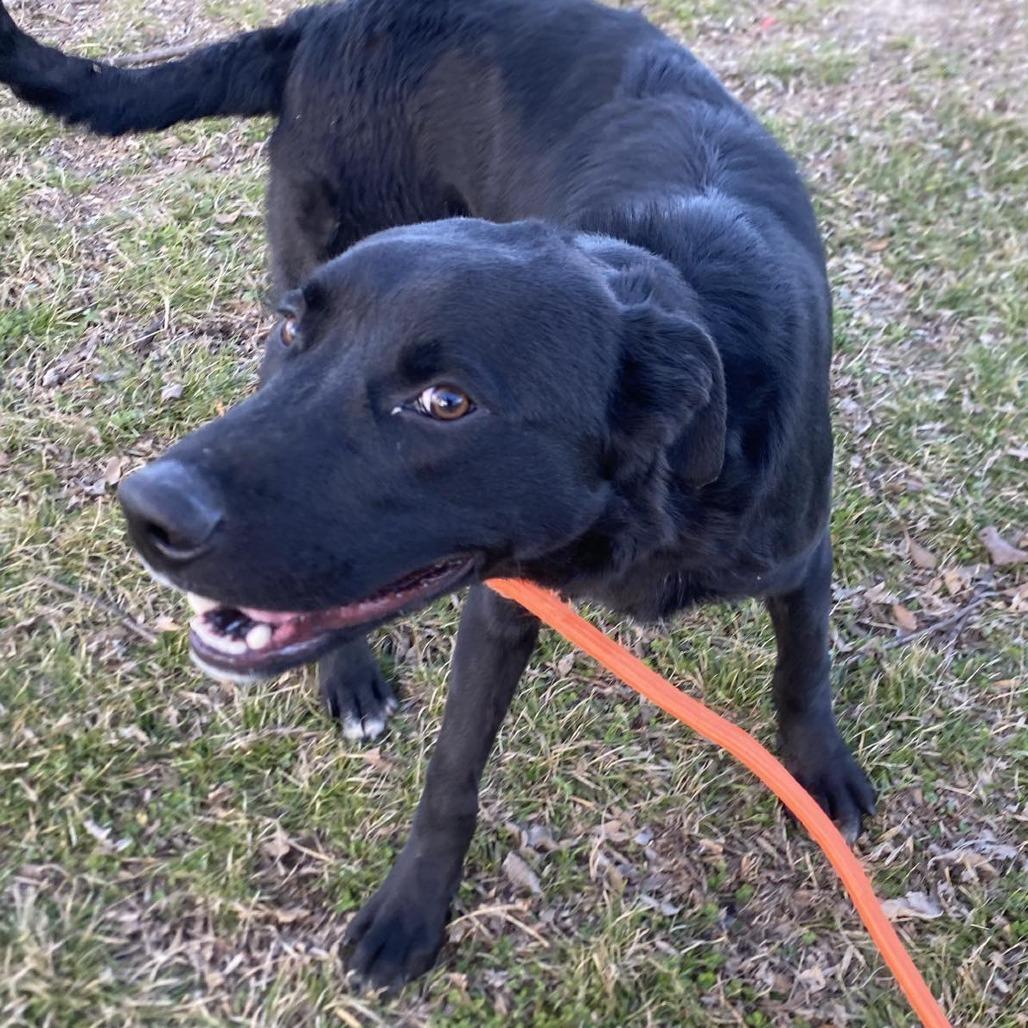 Ralph, Adoptable, Young Male Black Labrador Retriever & Mixed Breed.