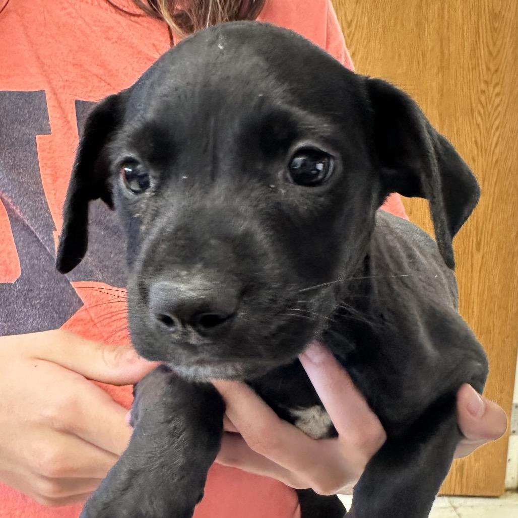 Ralph, Adoptable, Young Male Black Labrador Retriever & Mixed Breed.