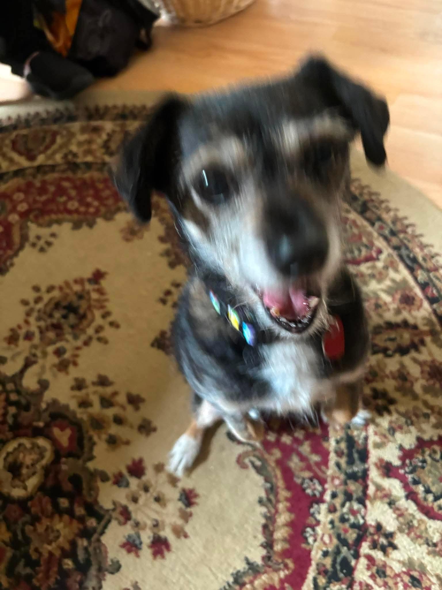 Lucky, a ADOPTABLE mixed breed in Byron, IL image 3/4