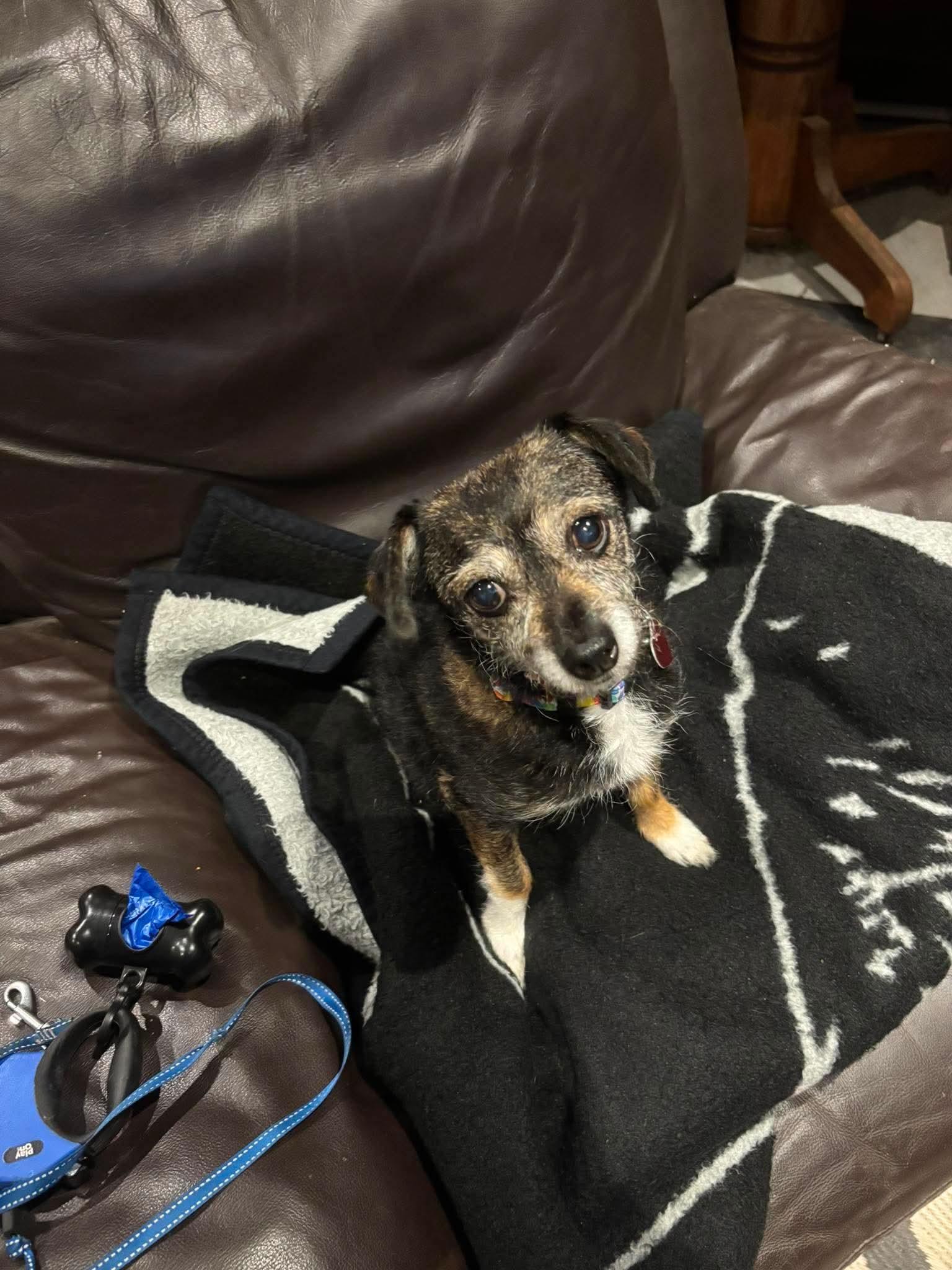Lucky, ADOPTABLE, Senior Female Fox Terrier.