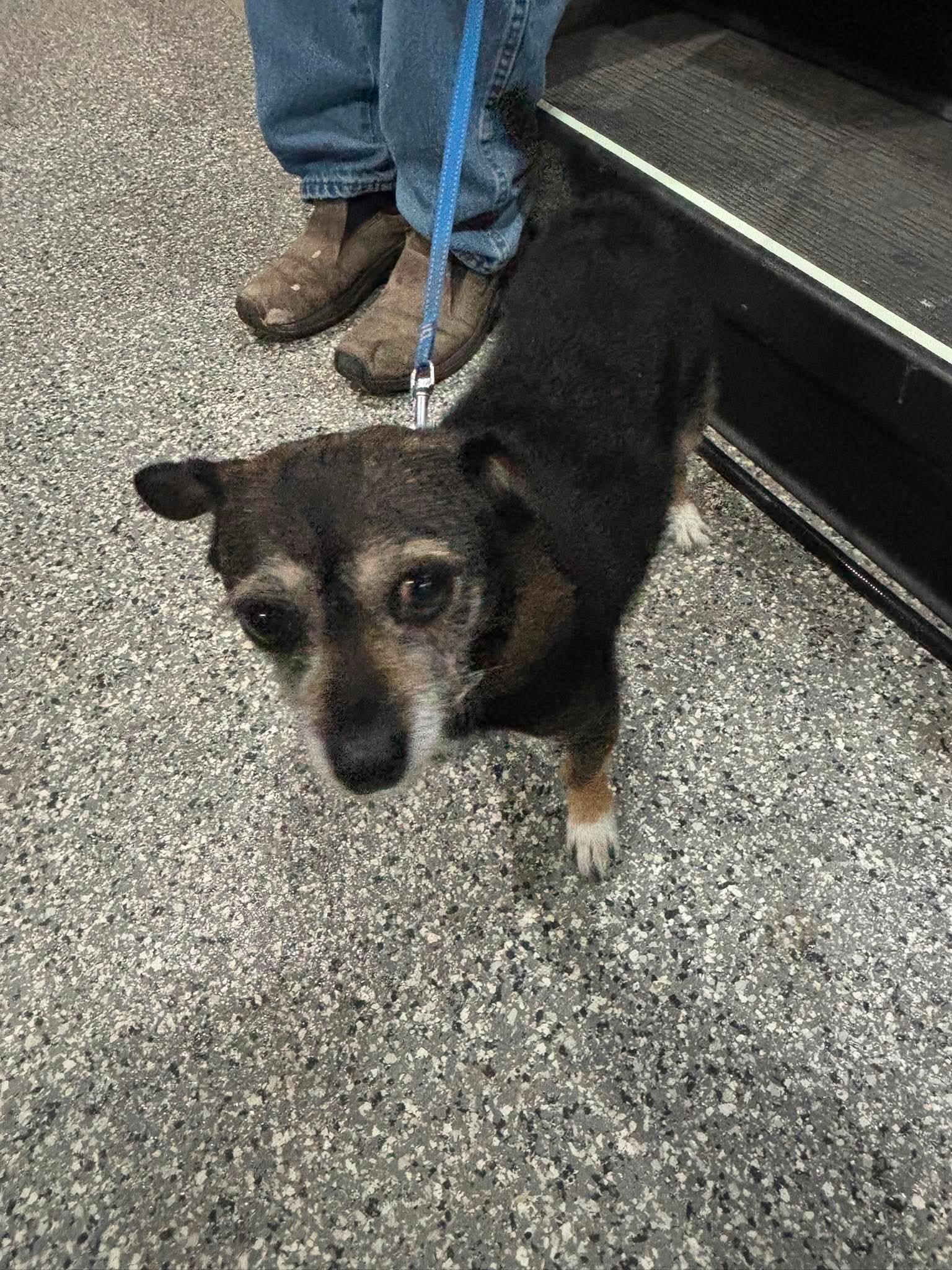 Lucky, a ADOPTABLE mixed breed in Byron, IL image 2/4