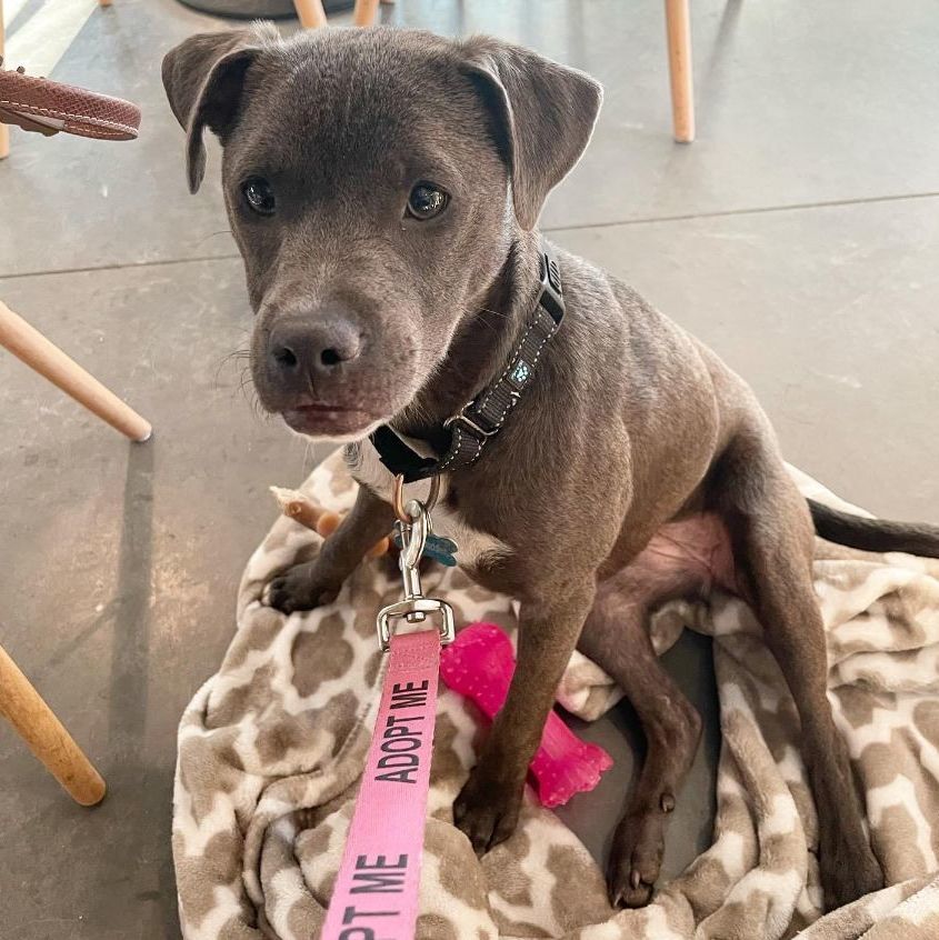 Tiegan, Adopted, Puppy Female Mixed Breed.