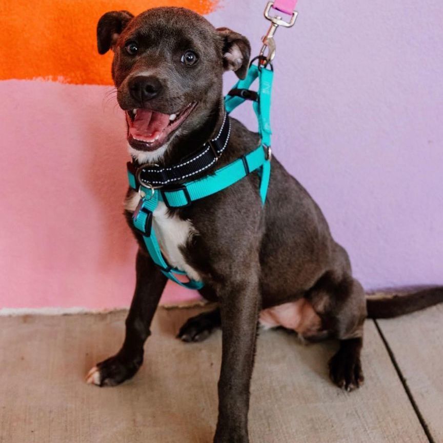 Tiegan, a Adopted mixed breed in Charlotte, NC image 3/8