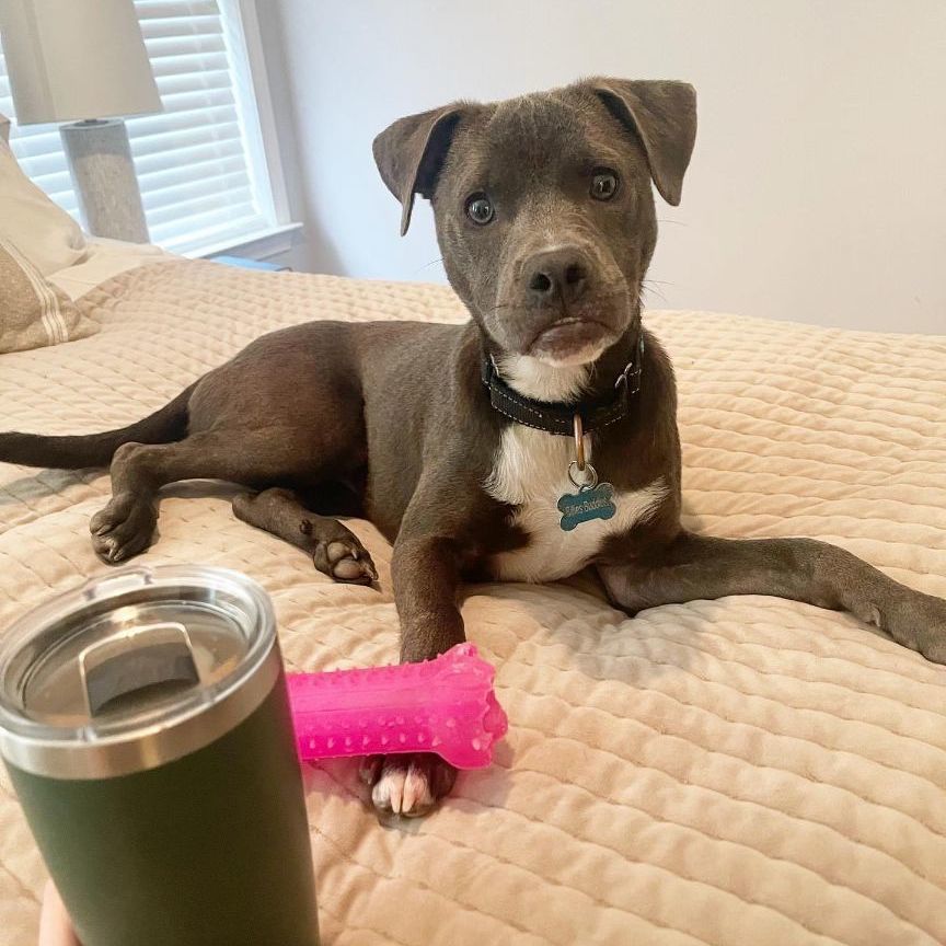 Tiegan, a Adopted mixed breed in Charlotte, NC image 4/8