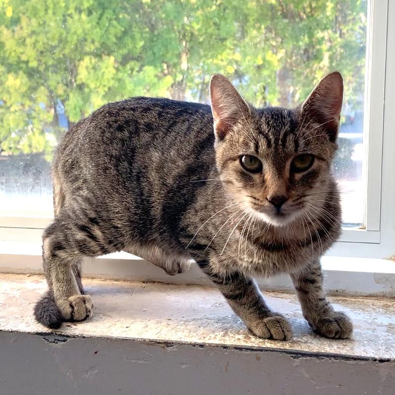 Maurice @ Fat Cat Cafe, a Adoptable Domestic Short Hair in Tallahassee, FL image 2/2
