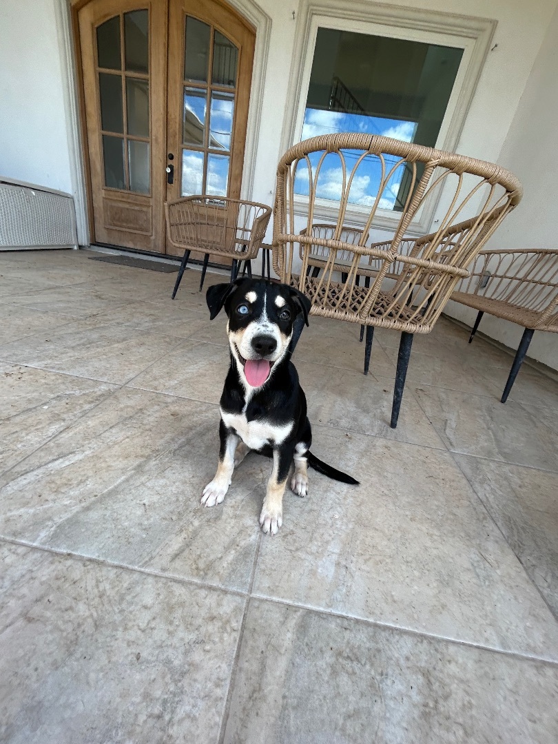 Chica , an adoptable Siberian Husky, Retriever in Harlingen, TX, 78550 | Photo Image 1