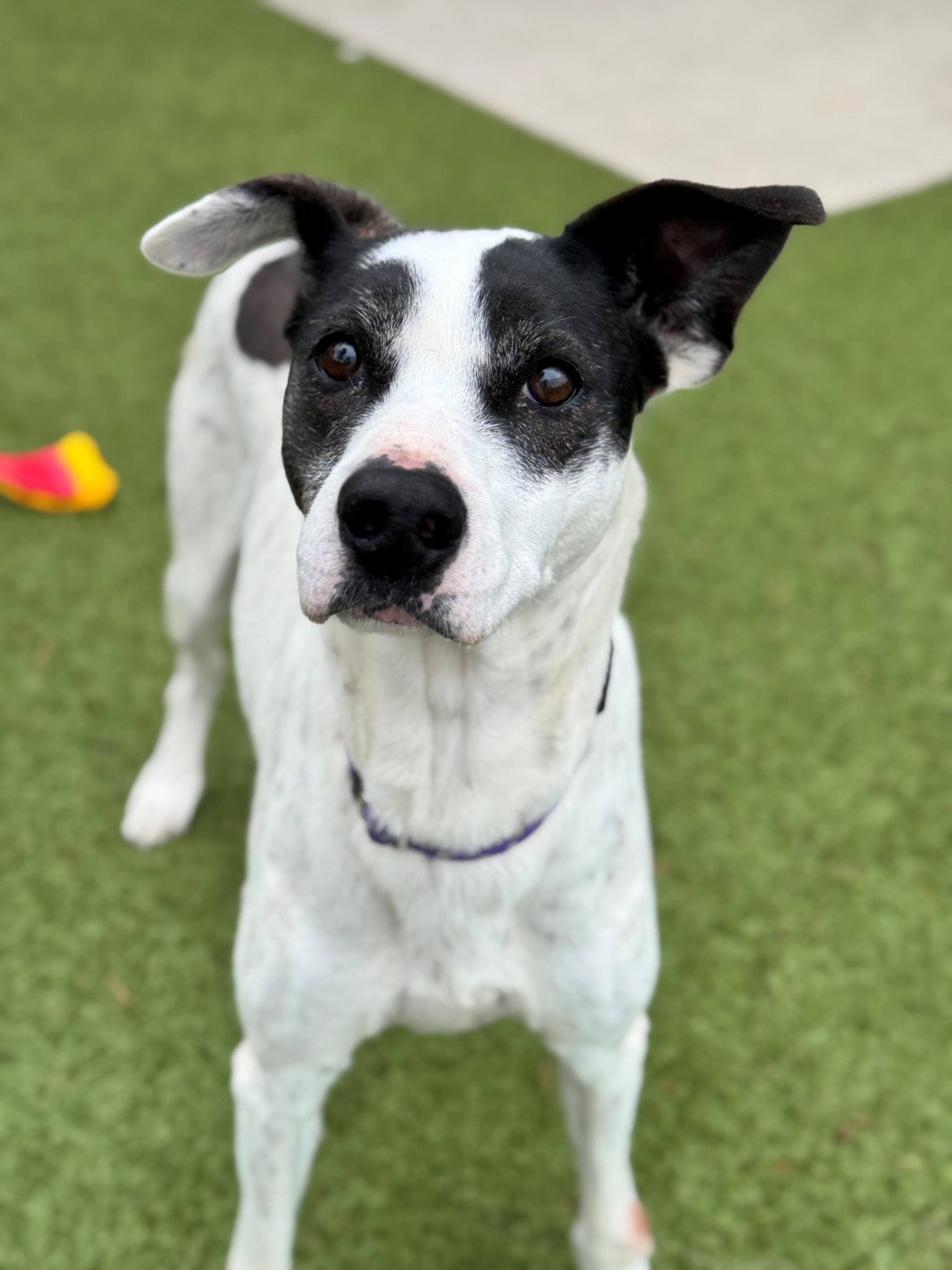 Lovey, an adoptable Greyhound, Australian Cattle Dog / Blue Heeler in Hackensack, MN, 56452 | Photo Image 2