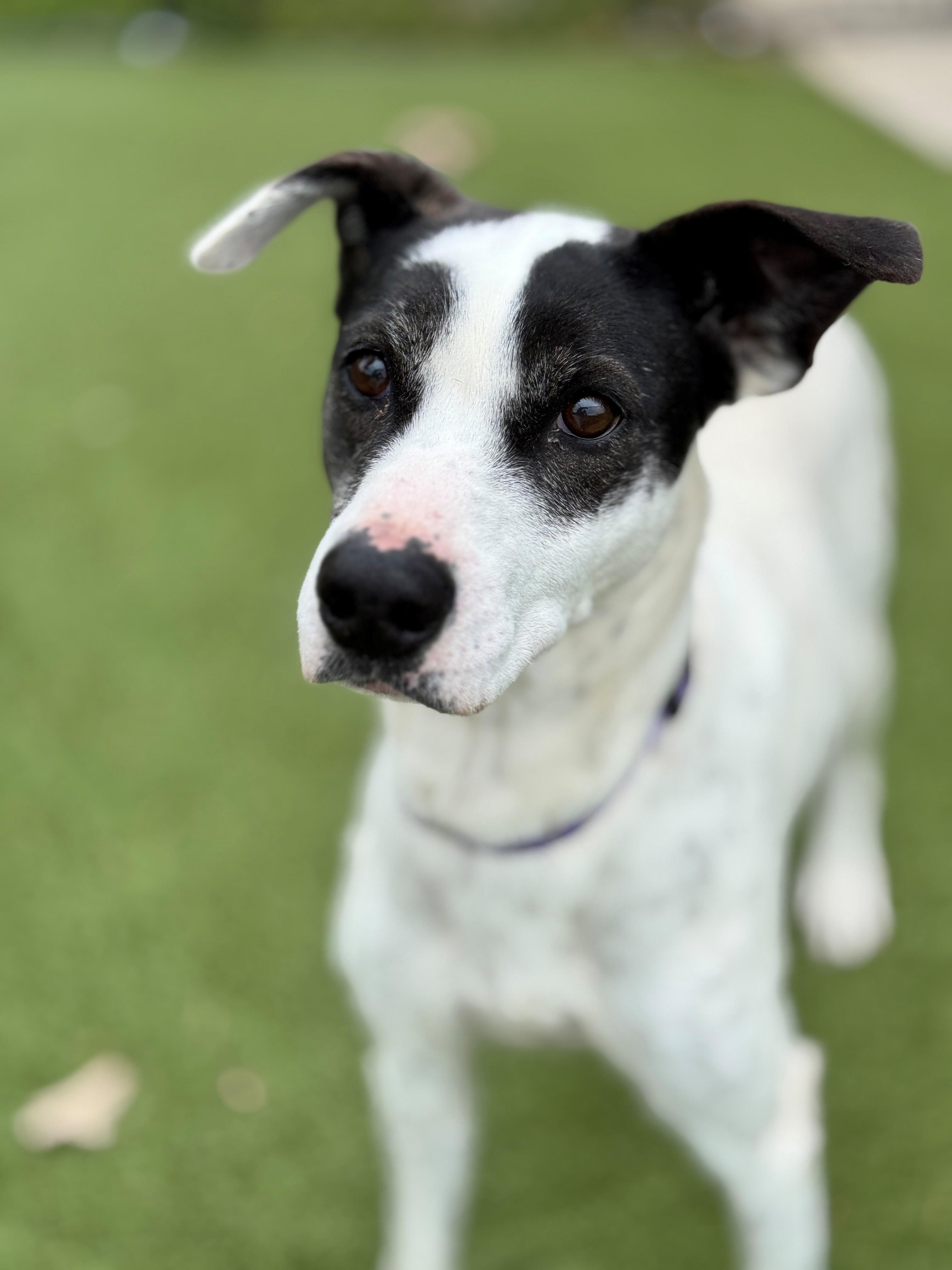 Lovey, an adoptable Greyhound, Australian Cattle Dog / Blue Heeler in Hackensack, MN, 56452 | Photo Image 1