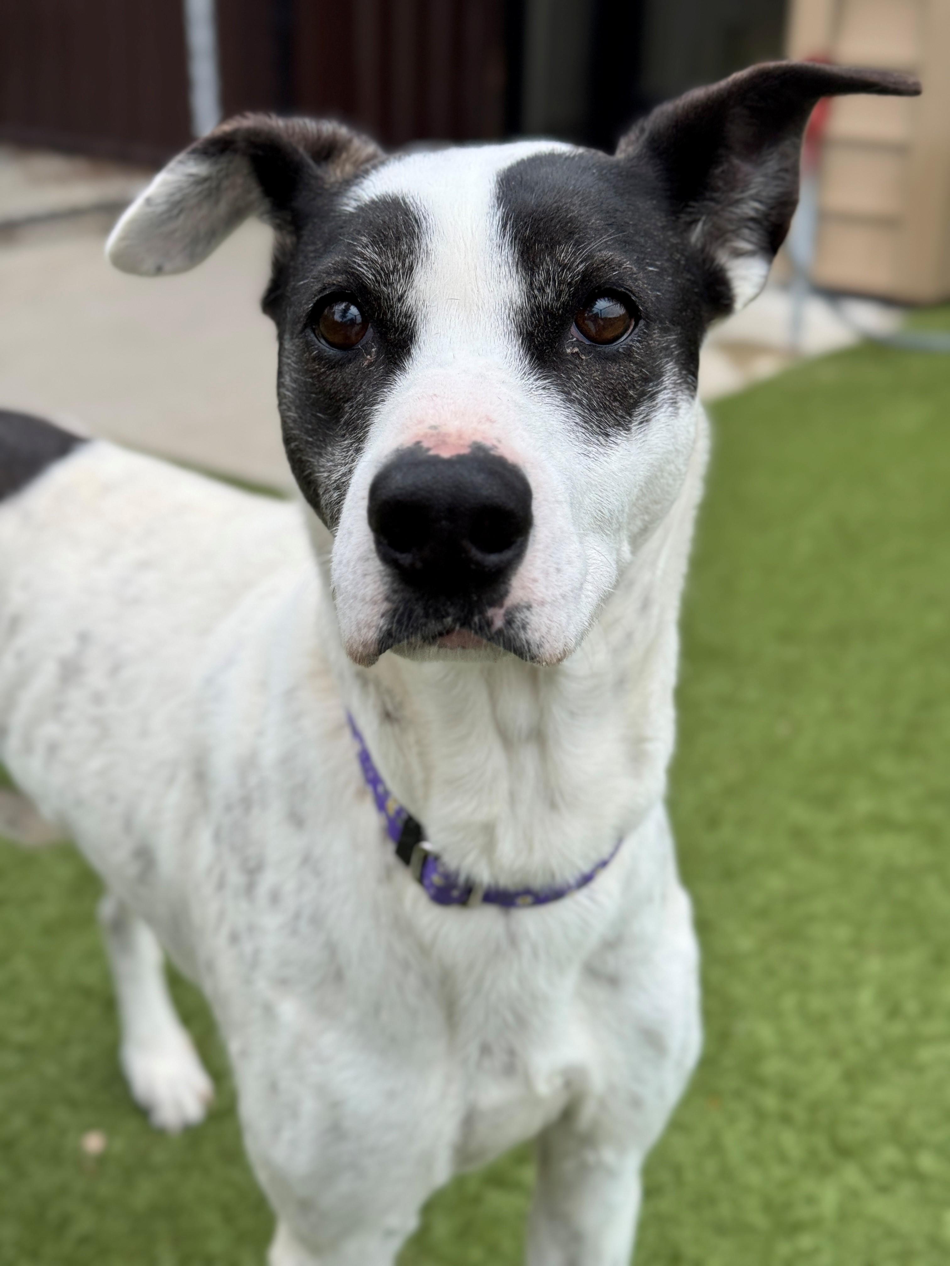 Lovey, an adoptable Greyhound, Australian Cattle Dog / Blue Heeler in Hackensack, MN, 56452 | Photo Image 6