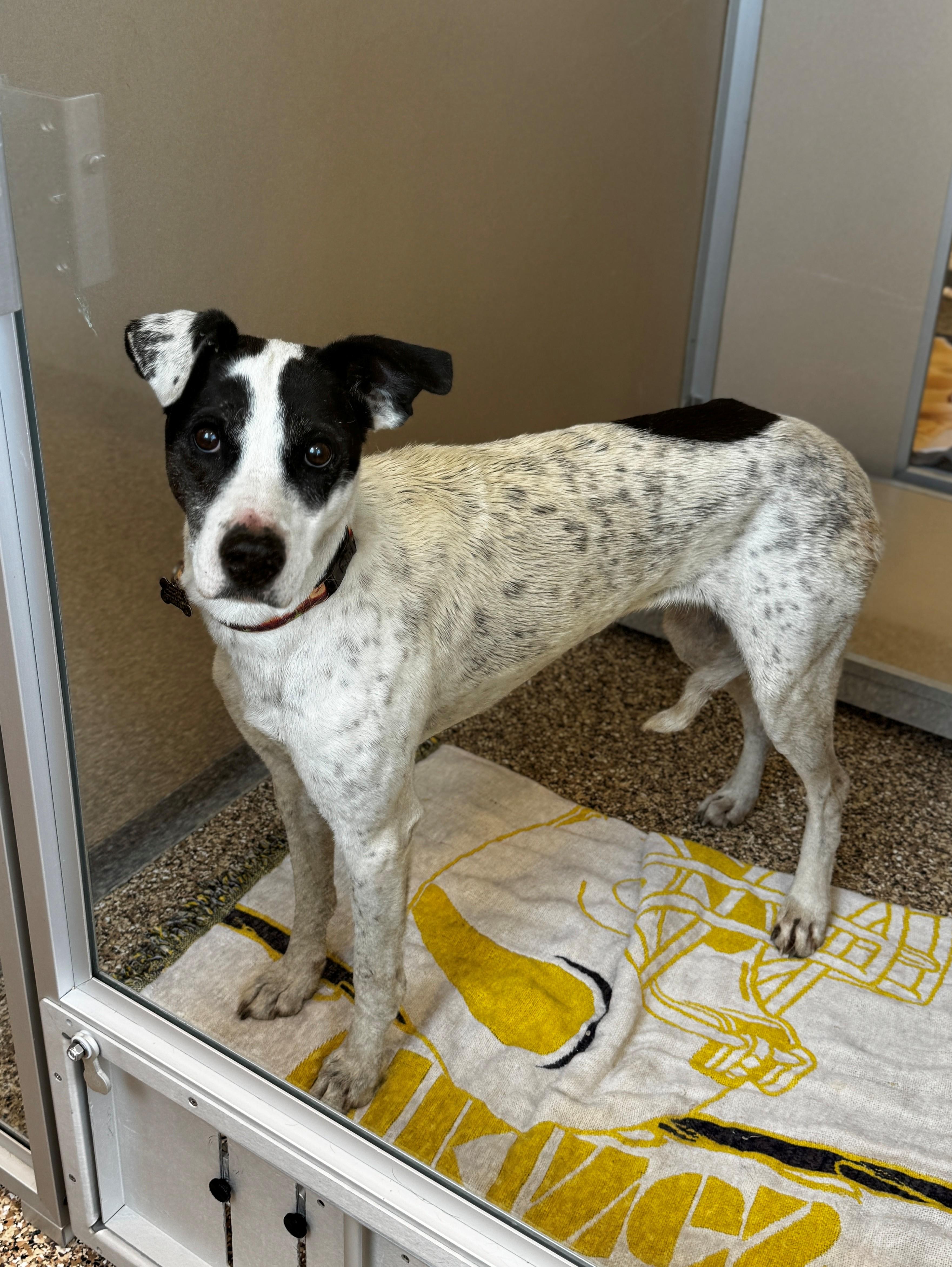 Lovey, an adoptable Greyhound, Australian Cattle Dog / Blue Heeler in Hackensack, MN, 56452 | Photo Image 2