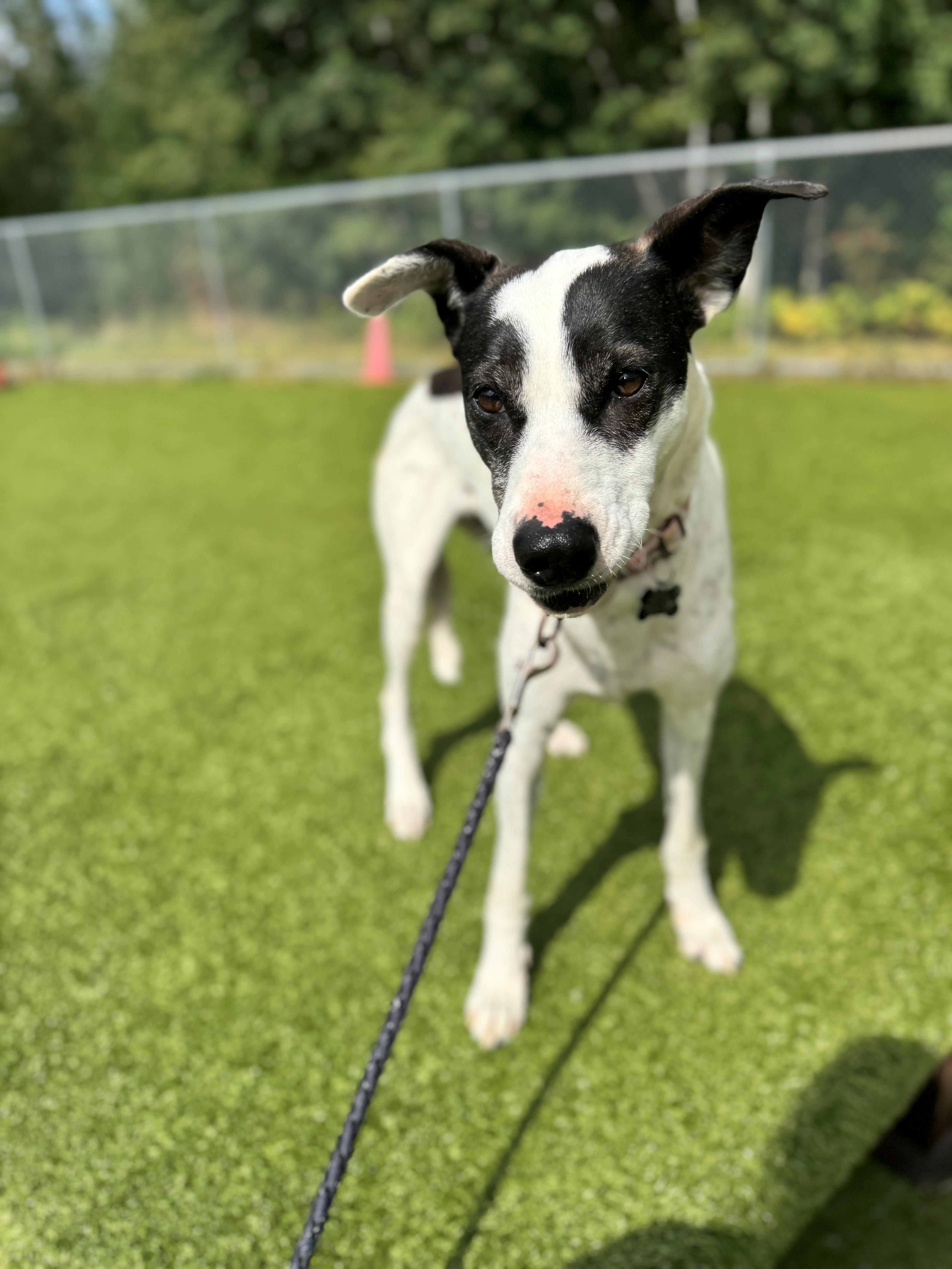 Lovey, an adoptable Greyhound, Australian Cattle Dog / Blue Heeler in Hackensack, MN, 56452 | Photo Image 2