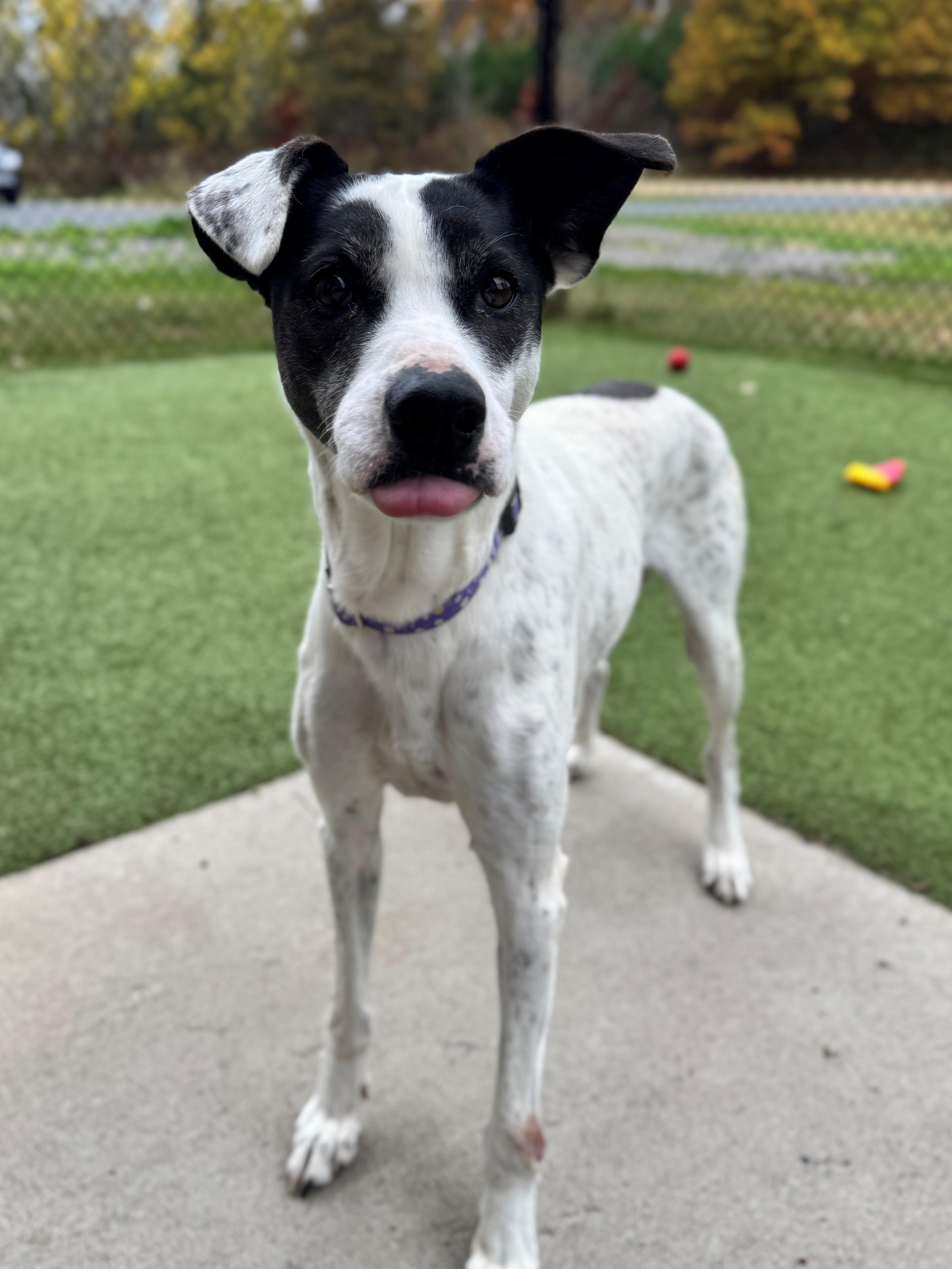 Lovey, an adoptable Greyhound, Australian Cattle Dog / Blue Heeler in Hackensack, MN, 56452 | Photo Image 5