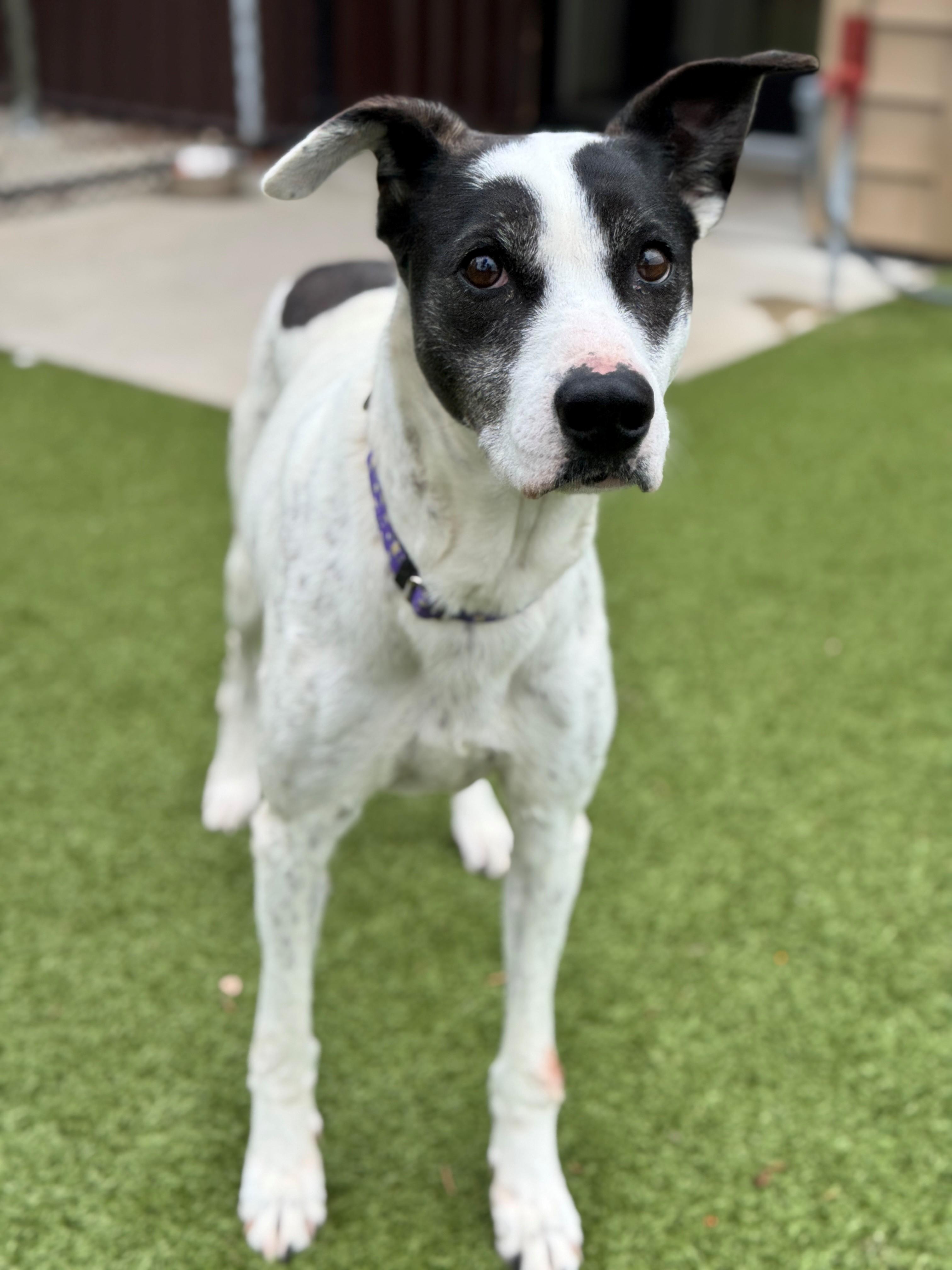 Lovey, an adoptable Greyhound, Australian Cattle Dog / Blue Heeler in Hackensack, MN, 56452 | Photo Image 3