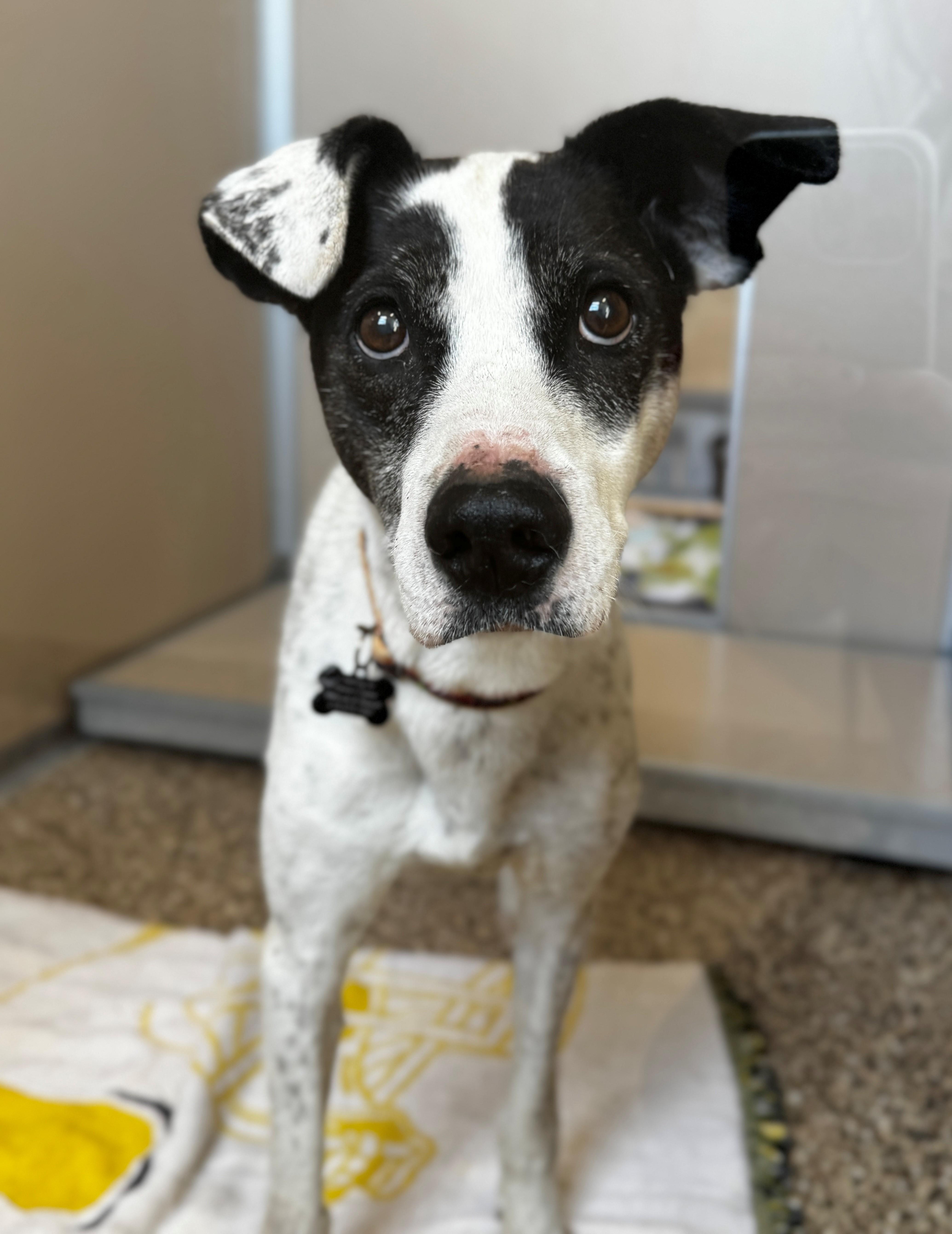 Lovey, an adoptable Greyhound, Australian Cattle Dog / Blue Heeler in Hackensack, MN, 56452 | Photo Image 1