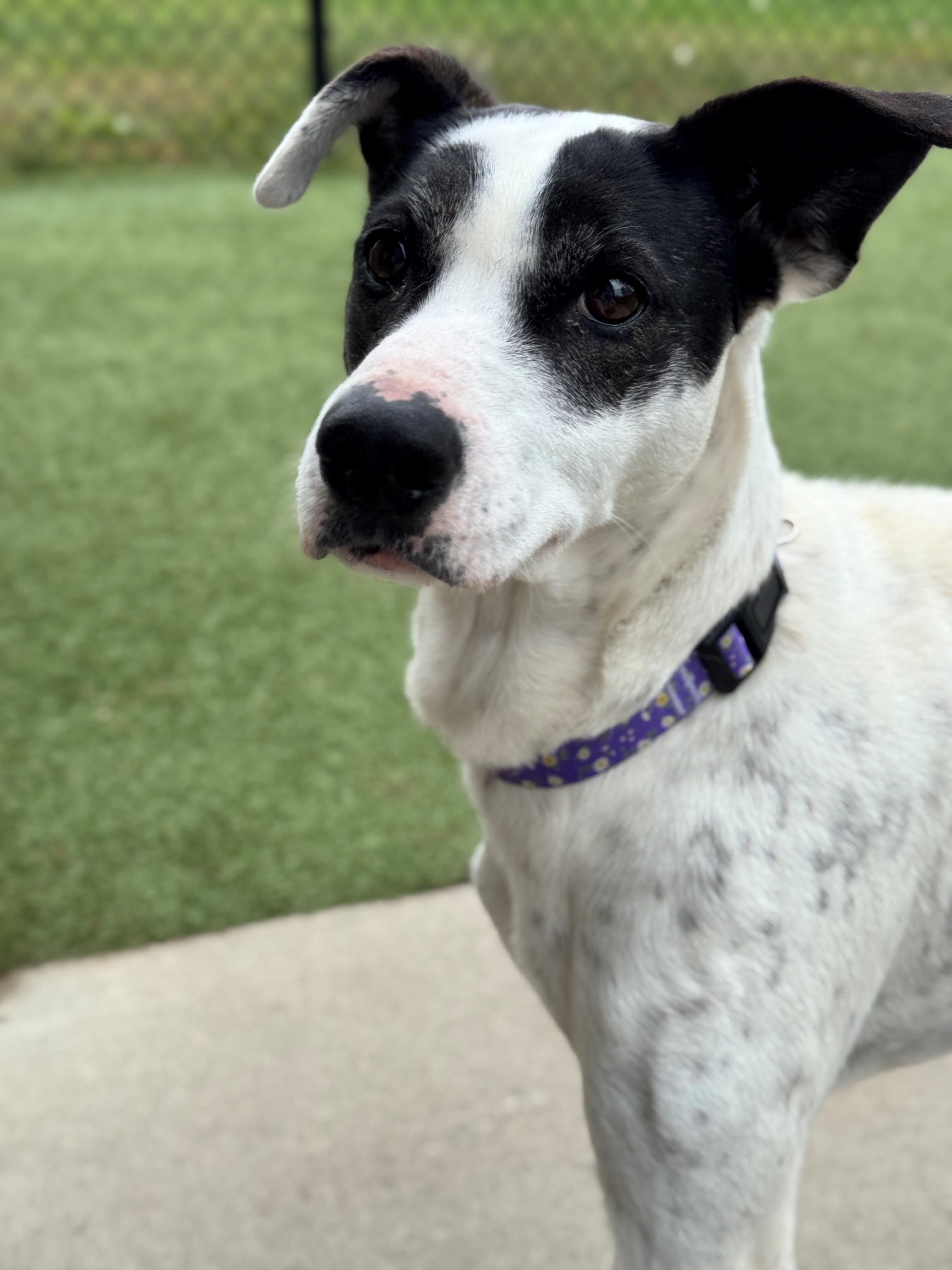 Lovey, an adoptable Greyhound, Australian Cattle Dog / Blue Heeler in Hackensack, MN, 56452 | Photo Image 4