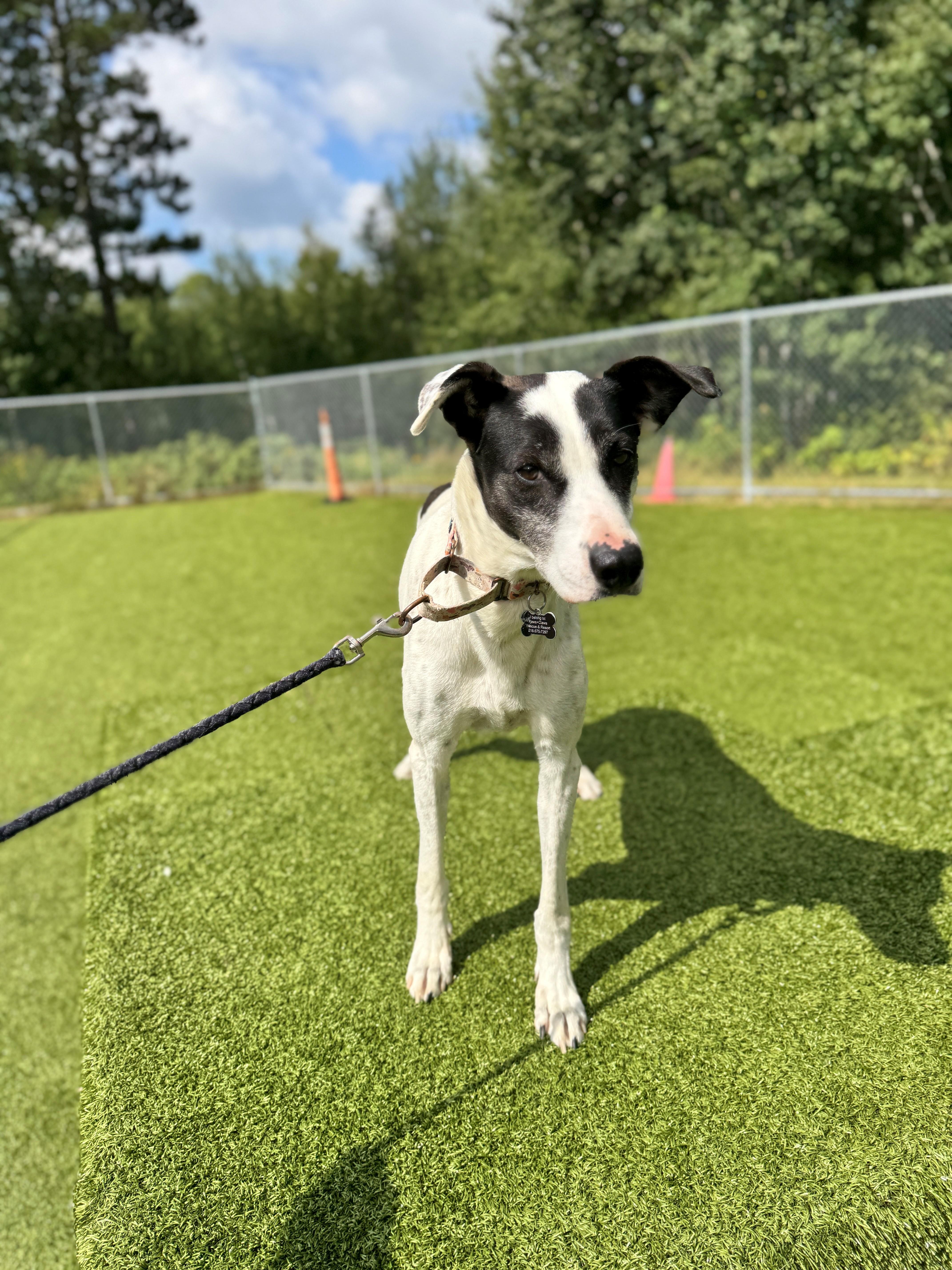 Lovey, an adoptable Greyhound, Australian Cattle Dog / Blue Heeler in Hackensack, MN, 56452 | Photo Image 3