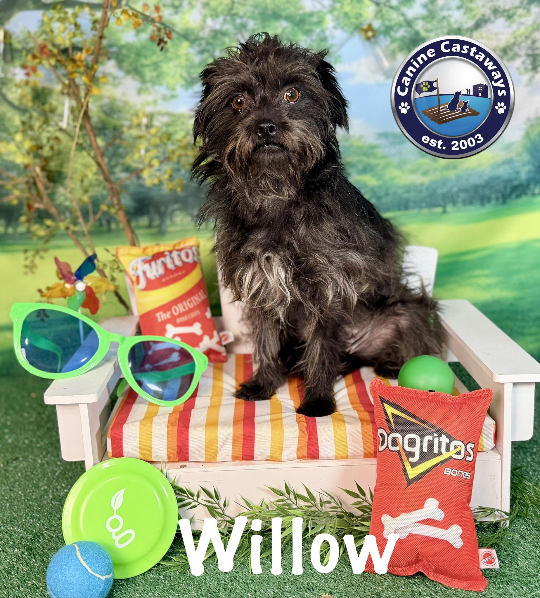Willow, Adoptable, Young Female Miniature Schnauzer.