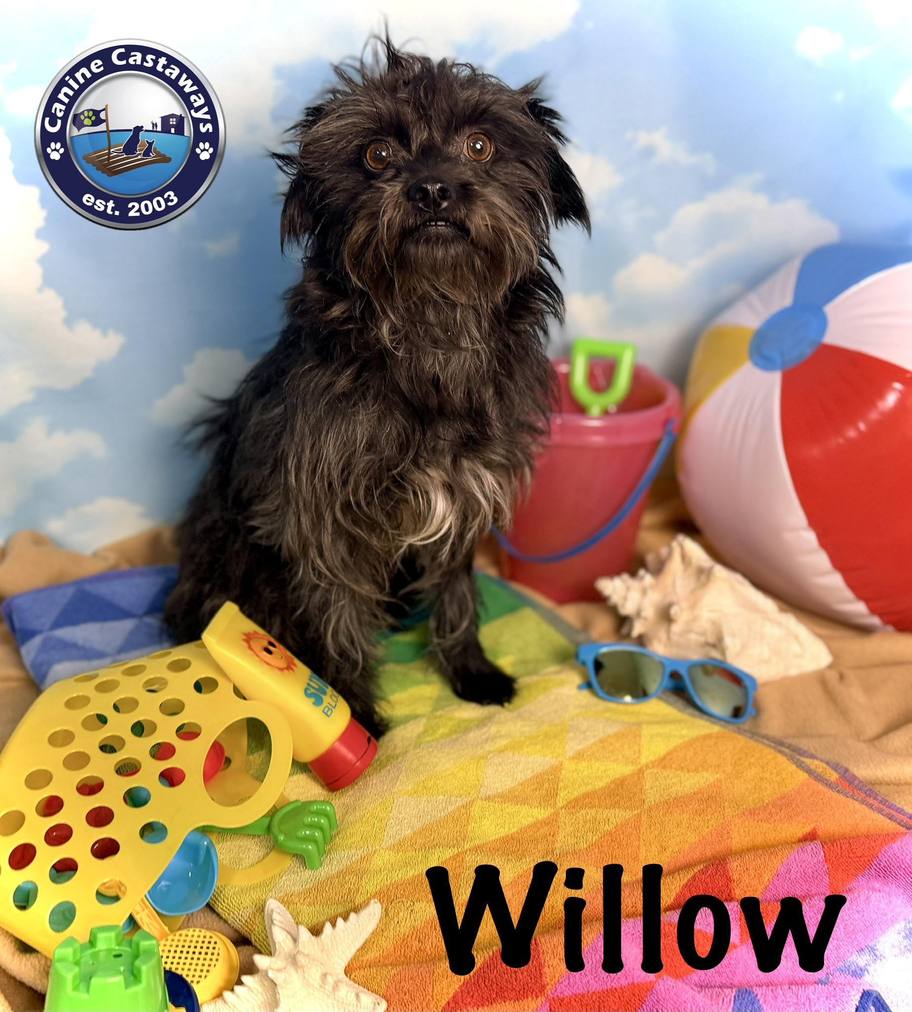 Enlarge Willow, a Adoptable mixed breed in Arcadia, FL image 5/6