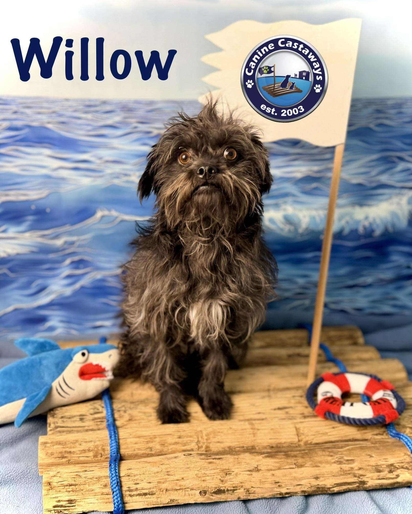 Enlarge Willow, a Adoptable mixed breed in Arcadia, FL image 4/6