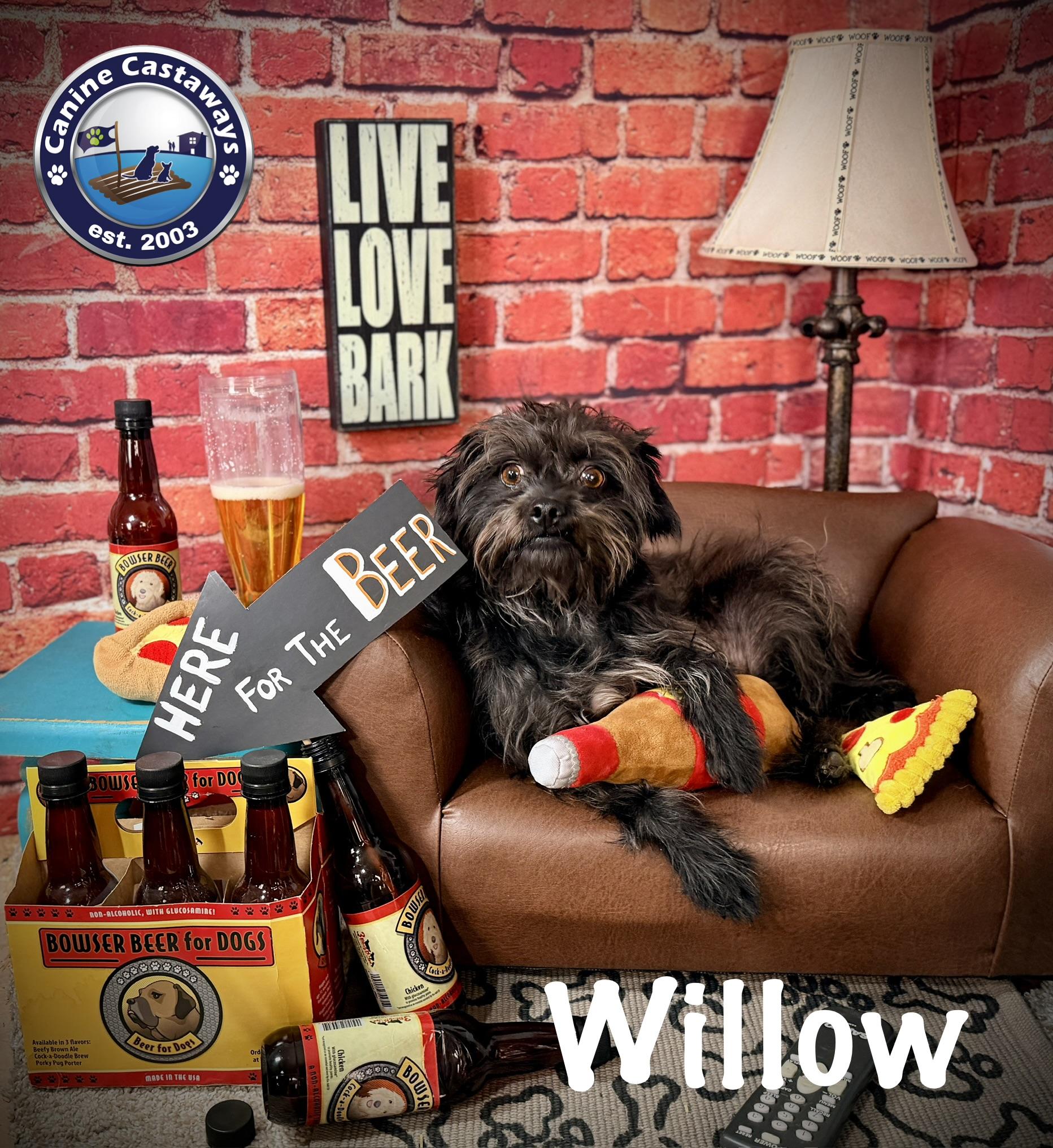 Enlarge Willow, a Adoptable mixed breed in Arcadia, FL image 3/6