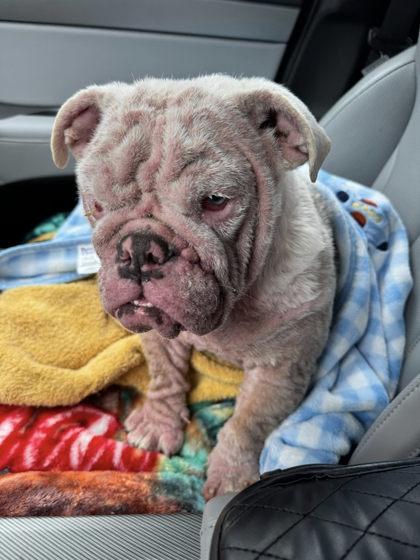 Enlarge PINKY MALONE , a ADOPTABLE English Bulldog in Bonney Lake, WA image 2/3