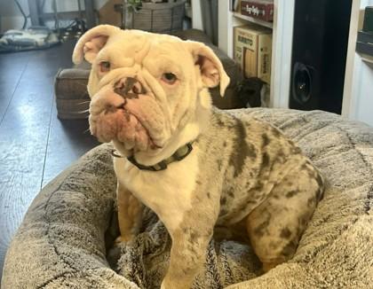 Enlarge PINKY MALONE - pending, a ADOPTABLE English Bulldog in Bonney Lake, WA image 2/3